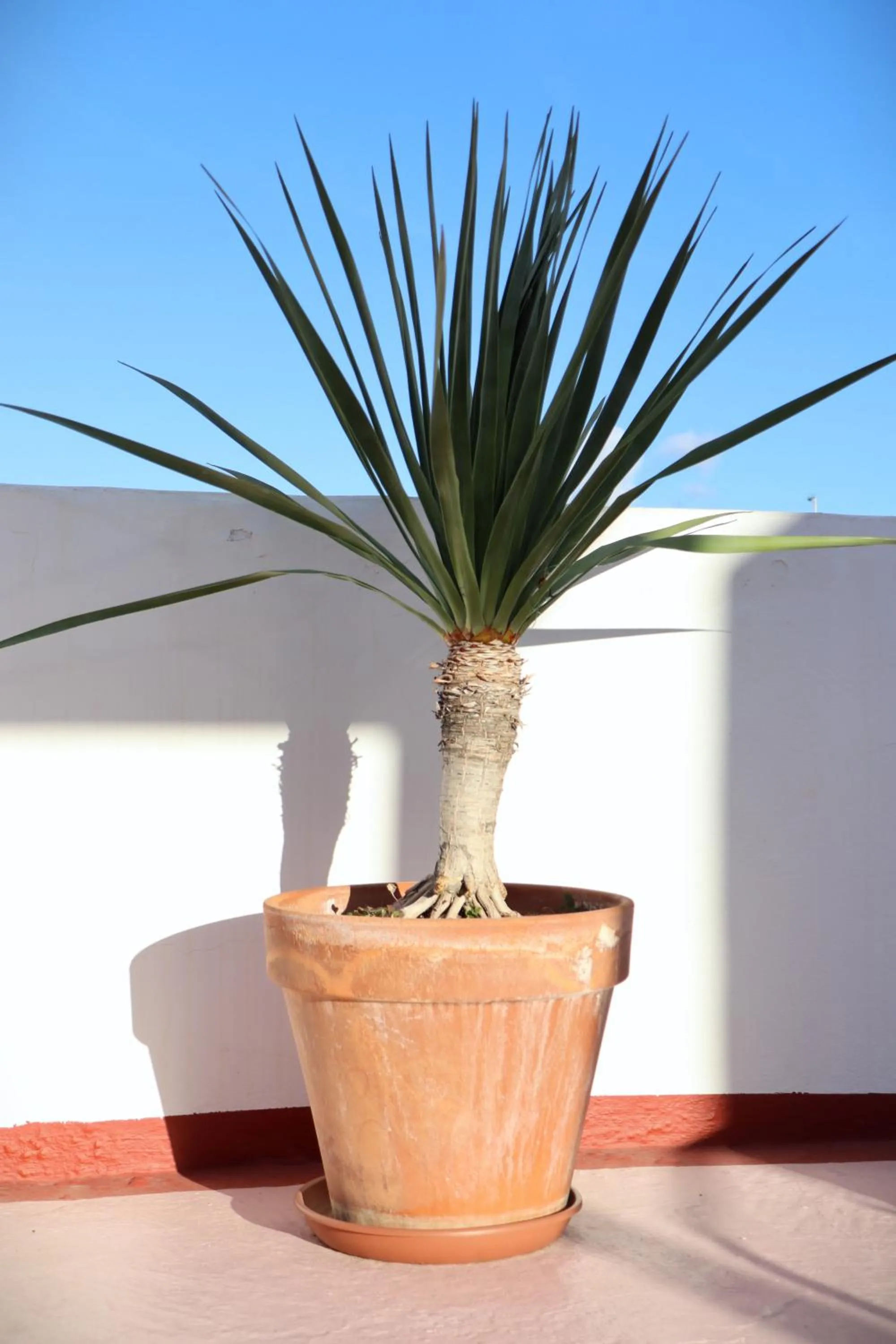 Balcony/Terrace in Villa Nestor