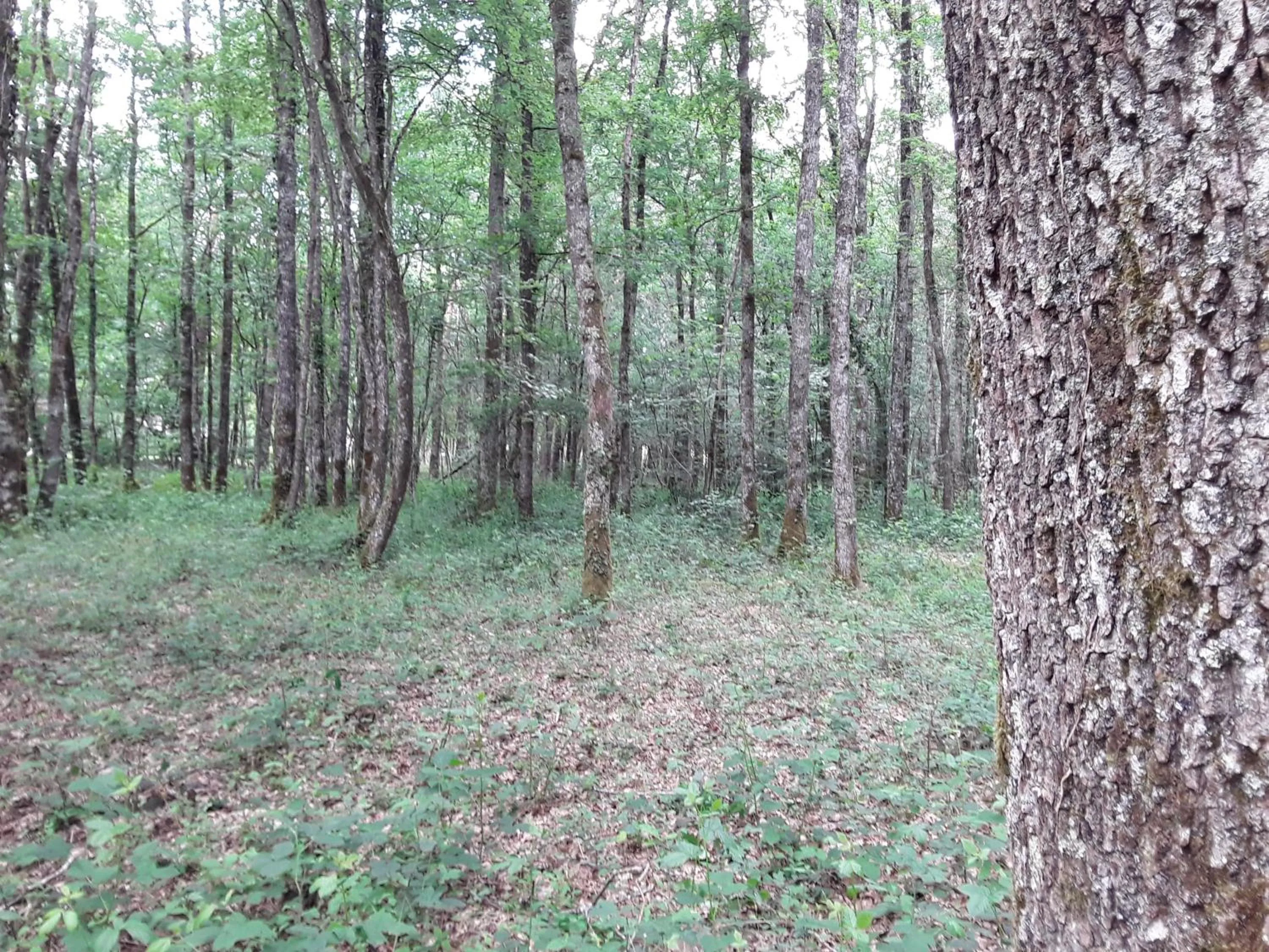 Natural landscape in Chambres d'hôtes La Brillève