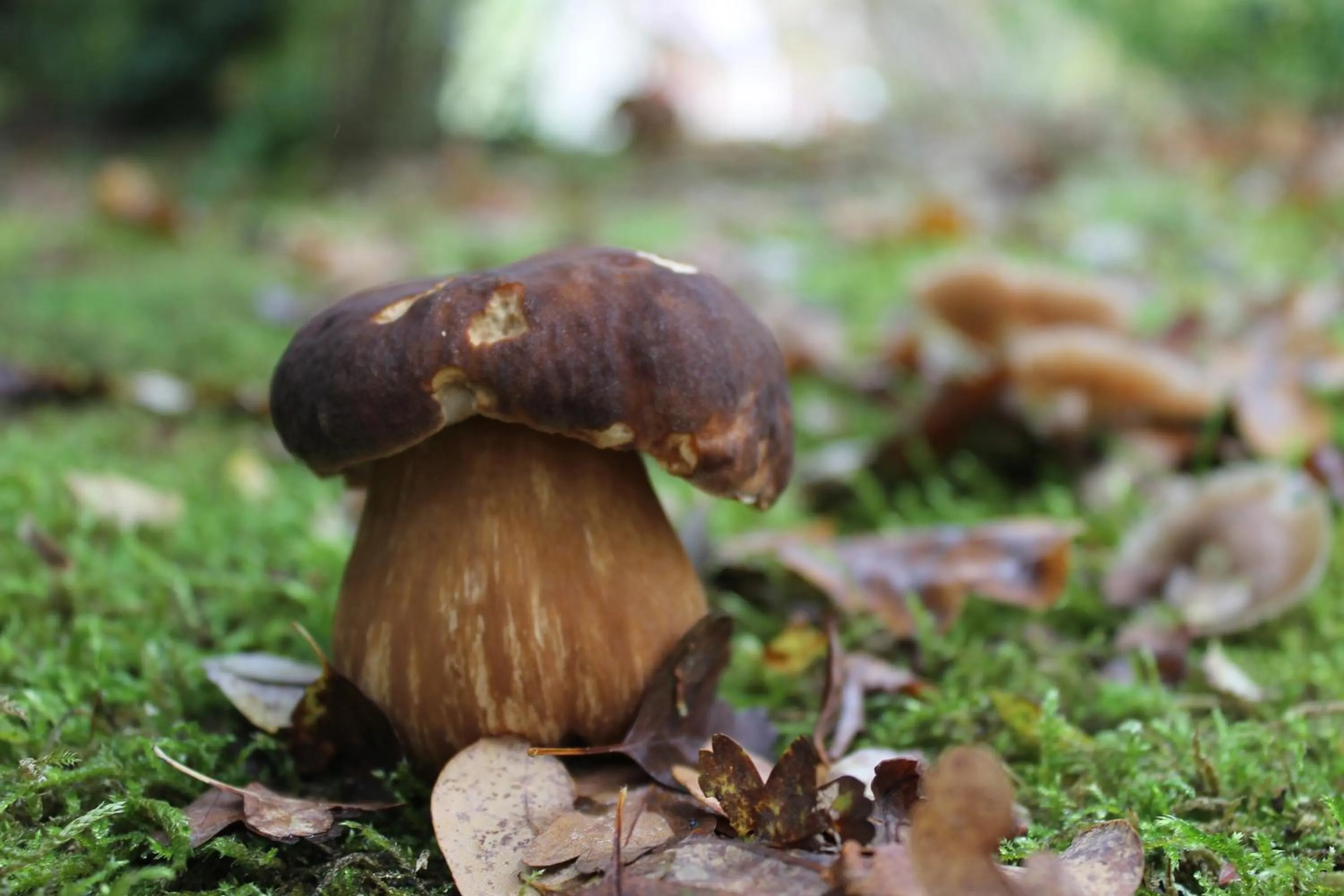 Activities in Chambres d'hôtes La Brillève