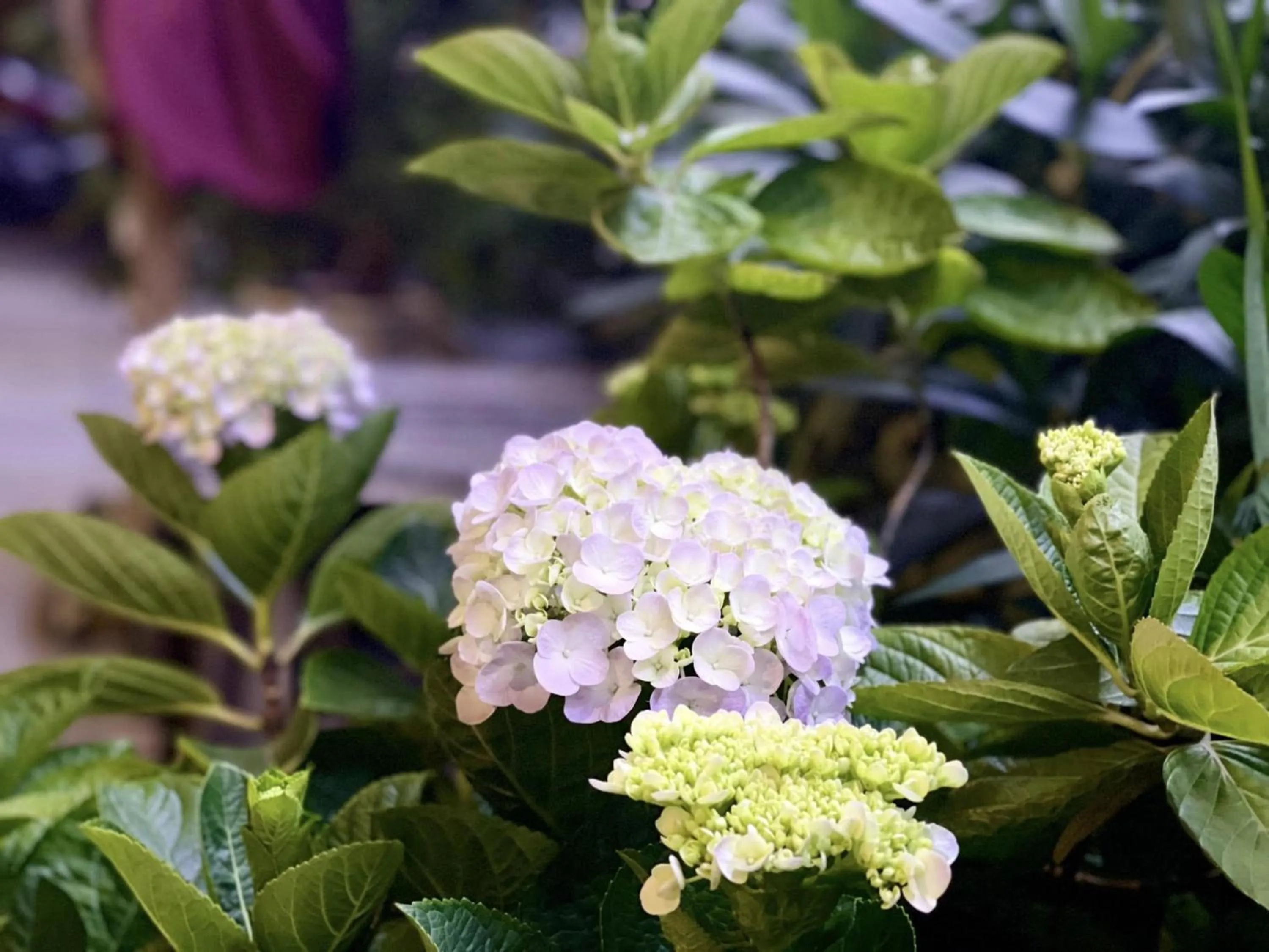 Spring in Draha Halong Hotel - Serenity, Charm and Nature - Preferred by Western Travelers