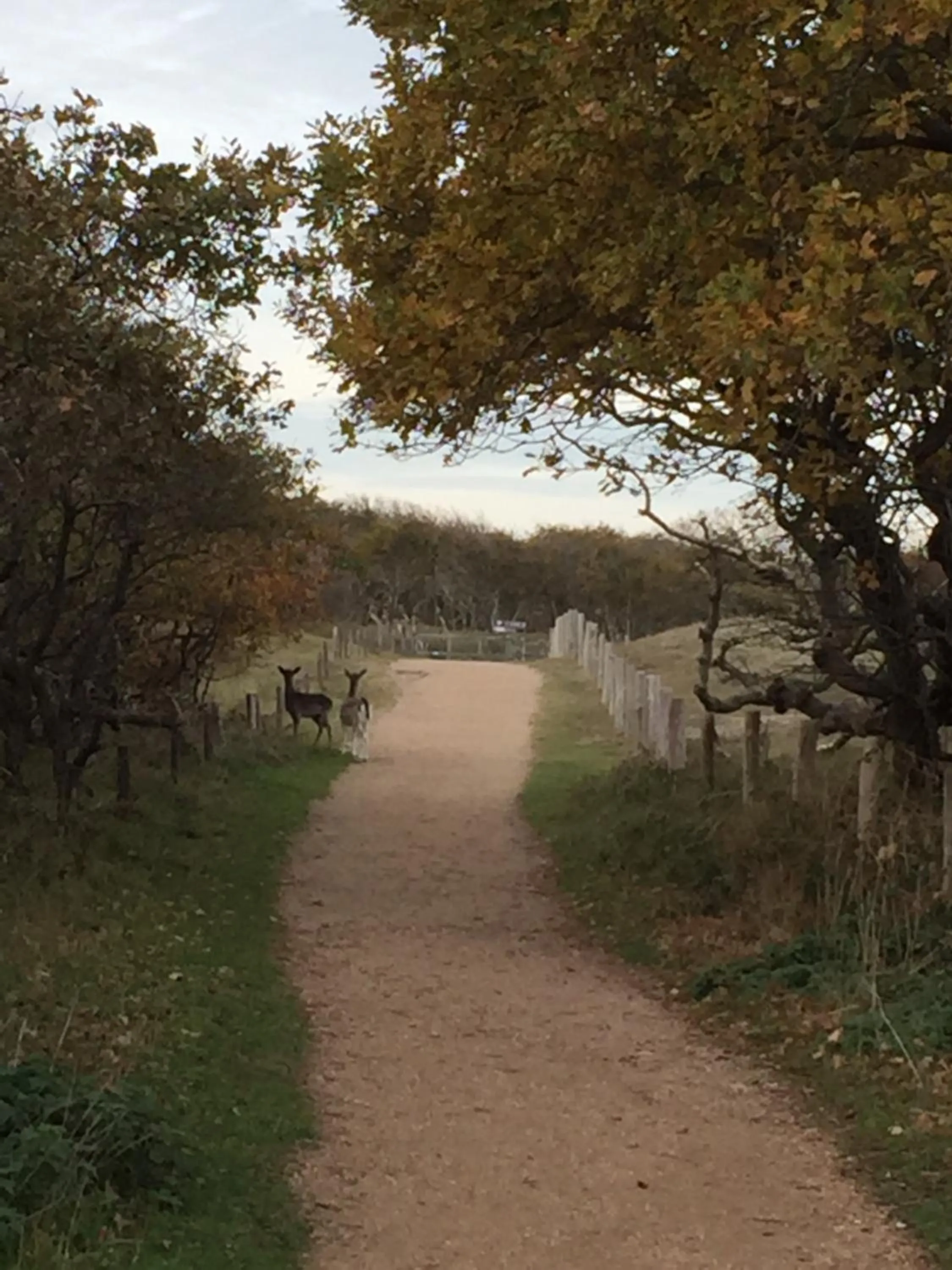 Natural landscape in de Duinroos