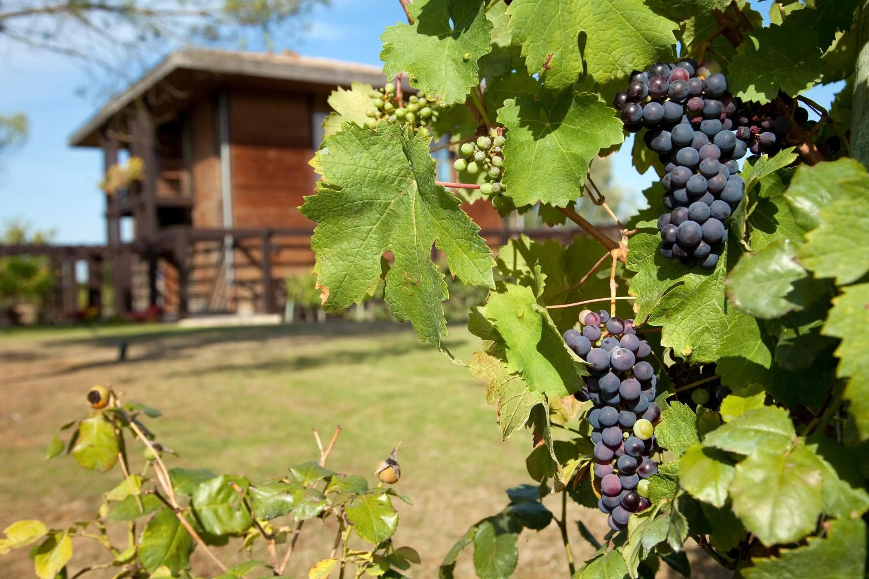 Garden in Résidence Les Vignes