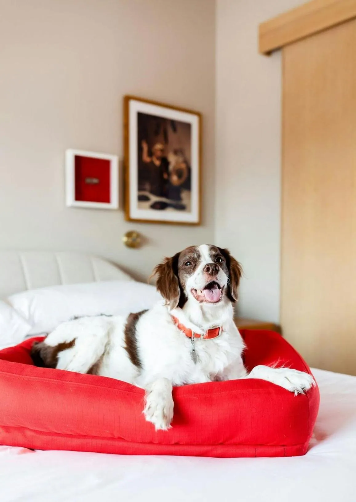 Pets in Virgin Hotels Dallas
