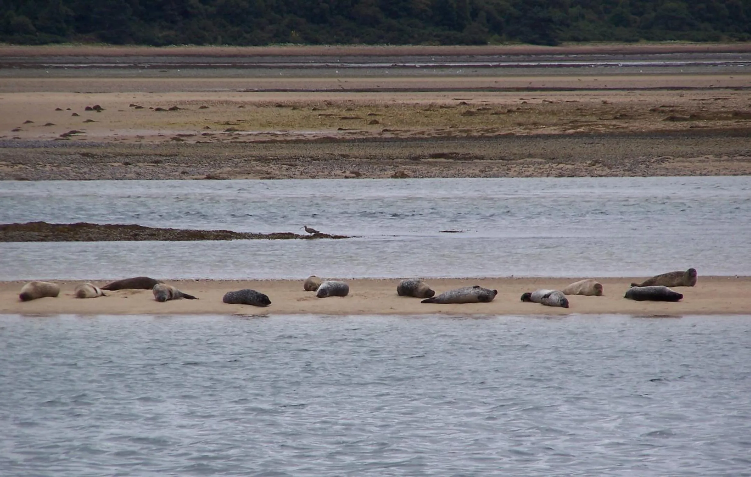Animals in Lairg Highland Hotel