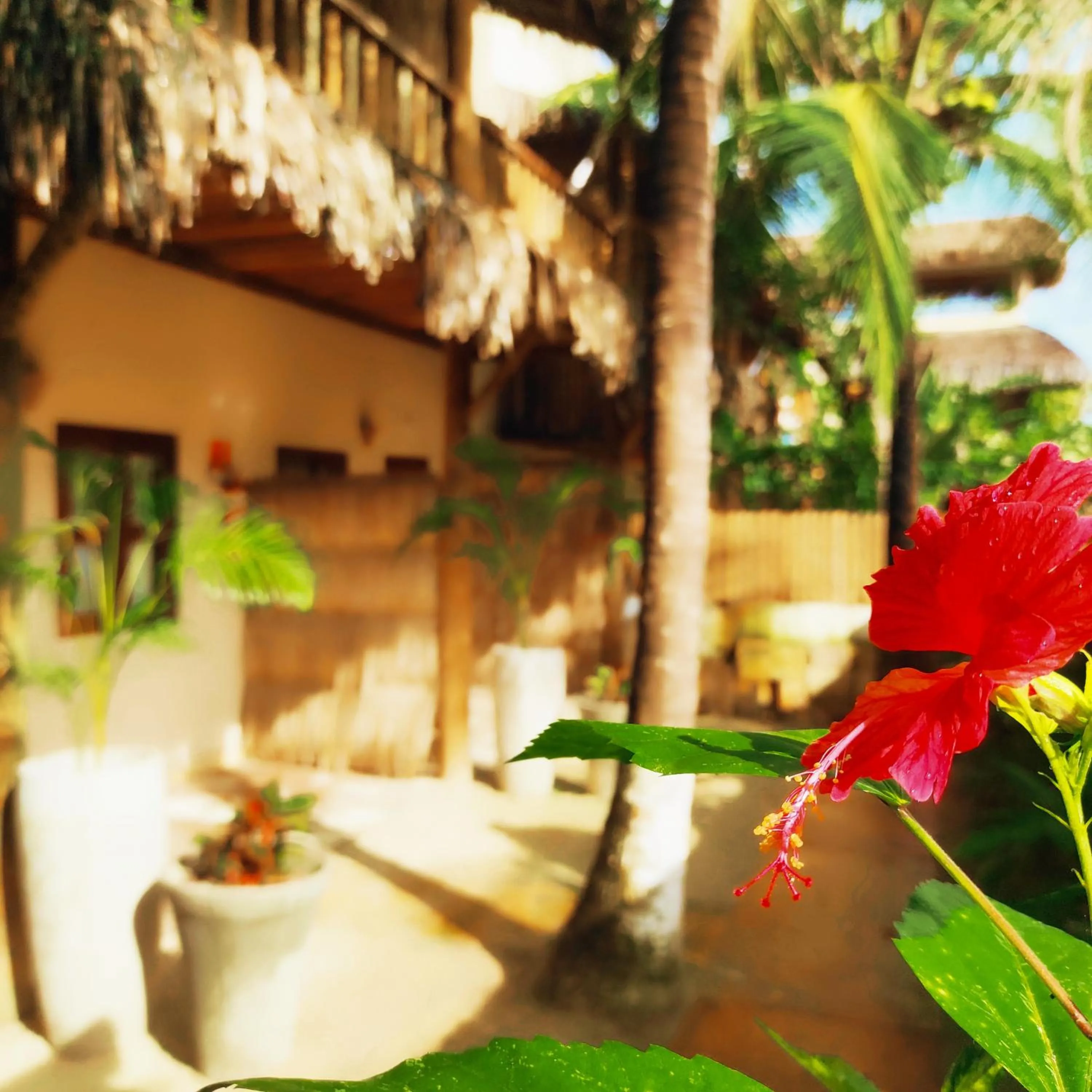 Pousada Tropical Brasil Jeri