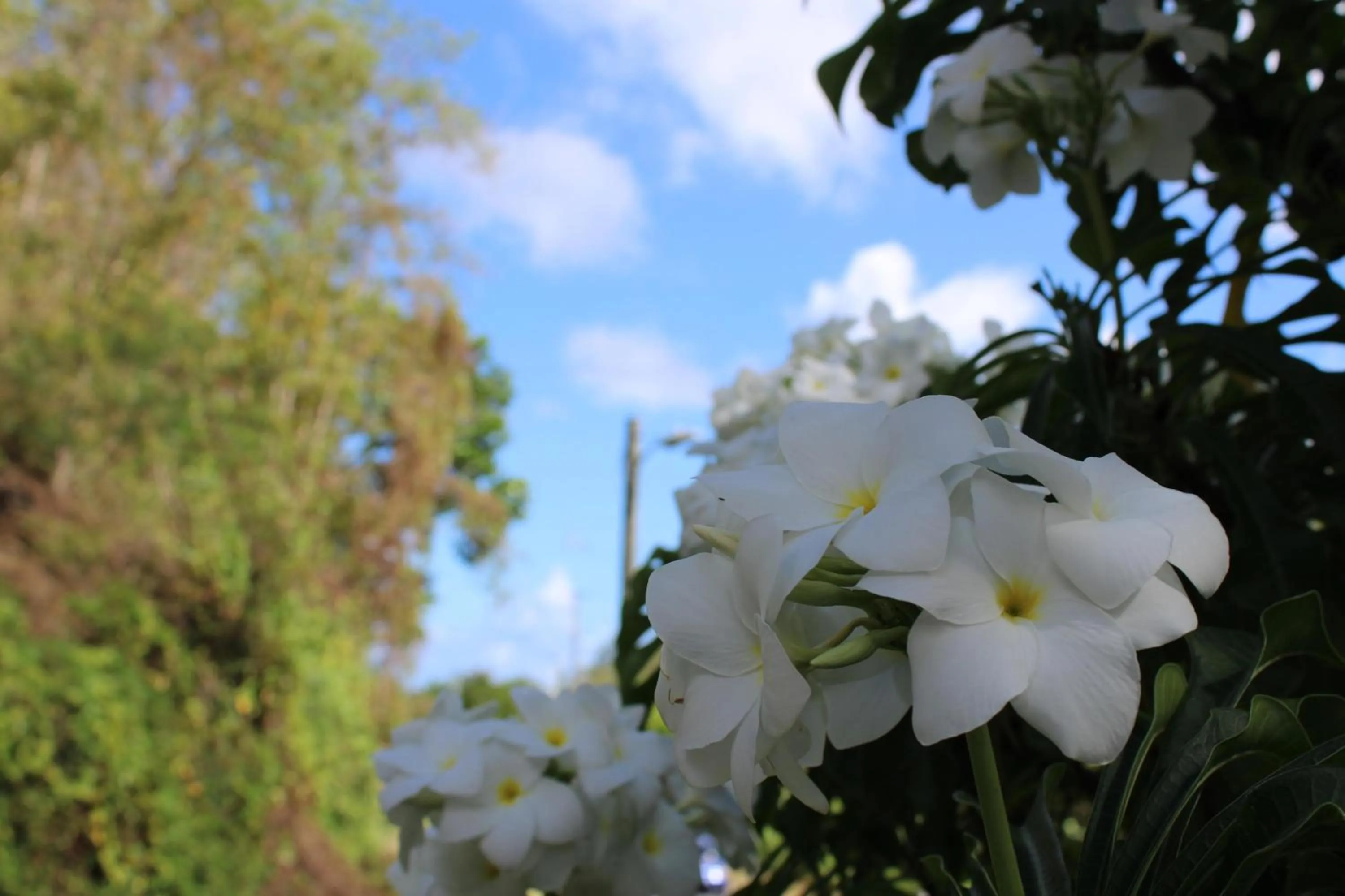 Garden in Rejens Hotel