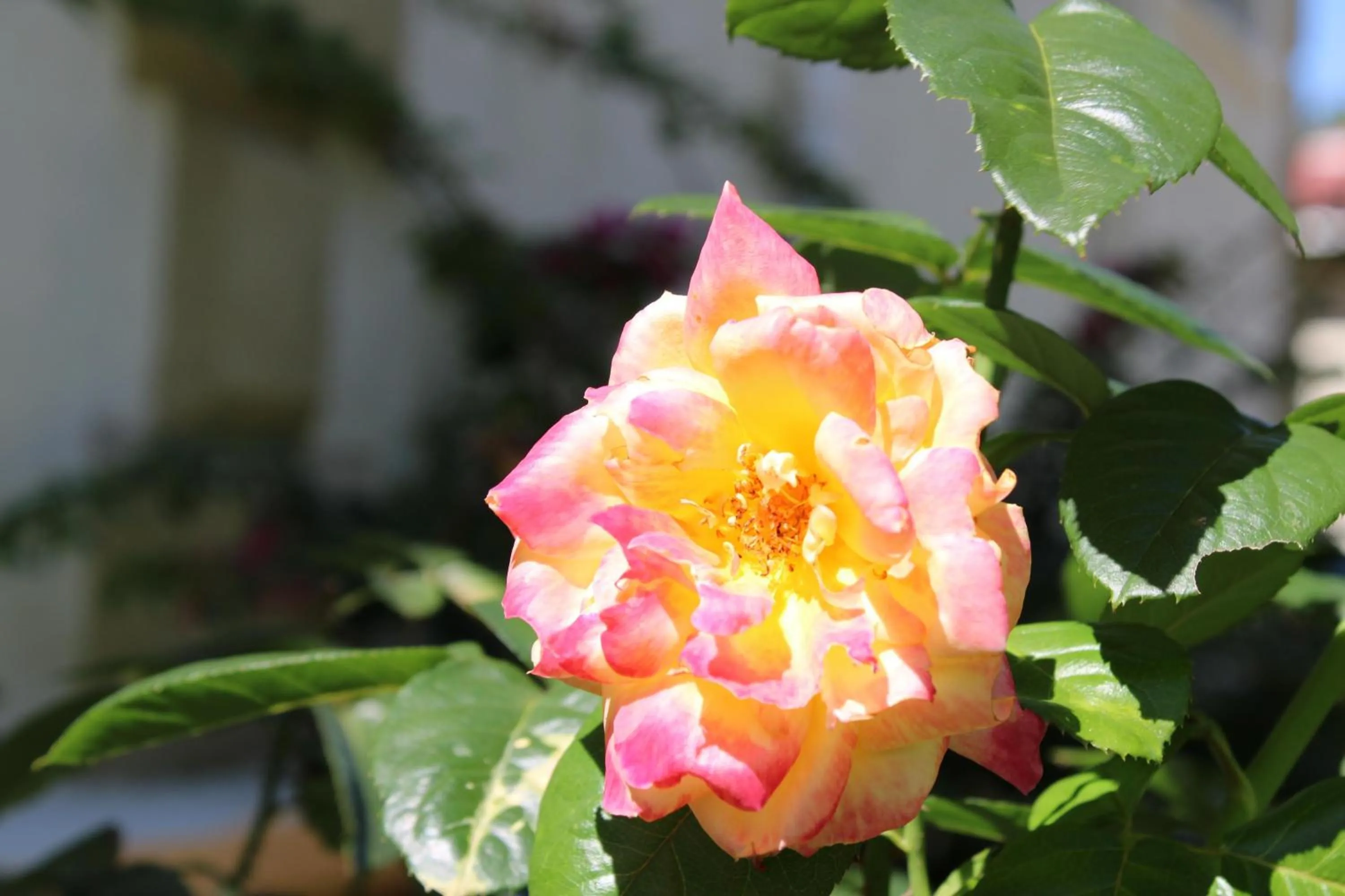 Garden in Rejens Hotel
