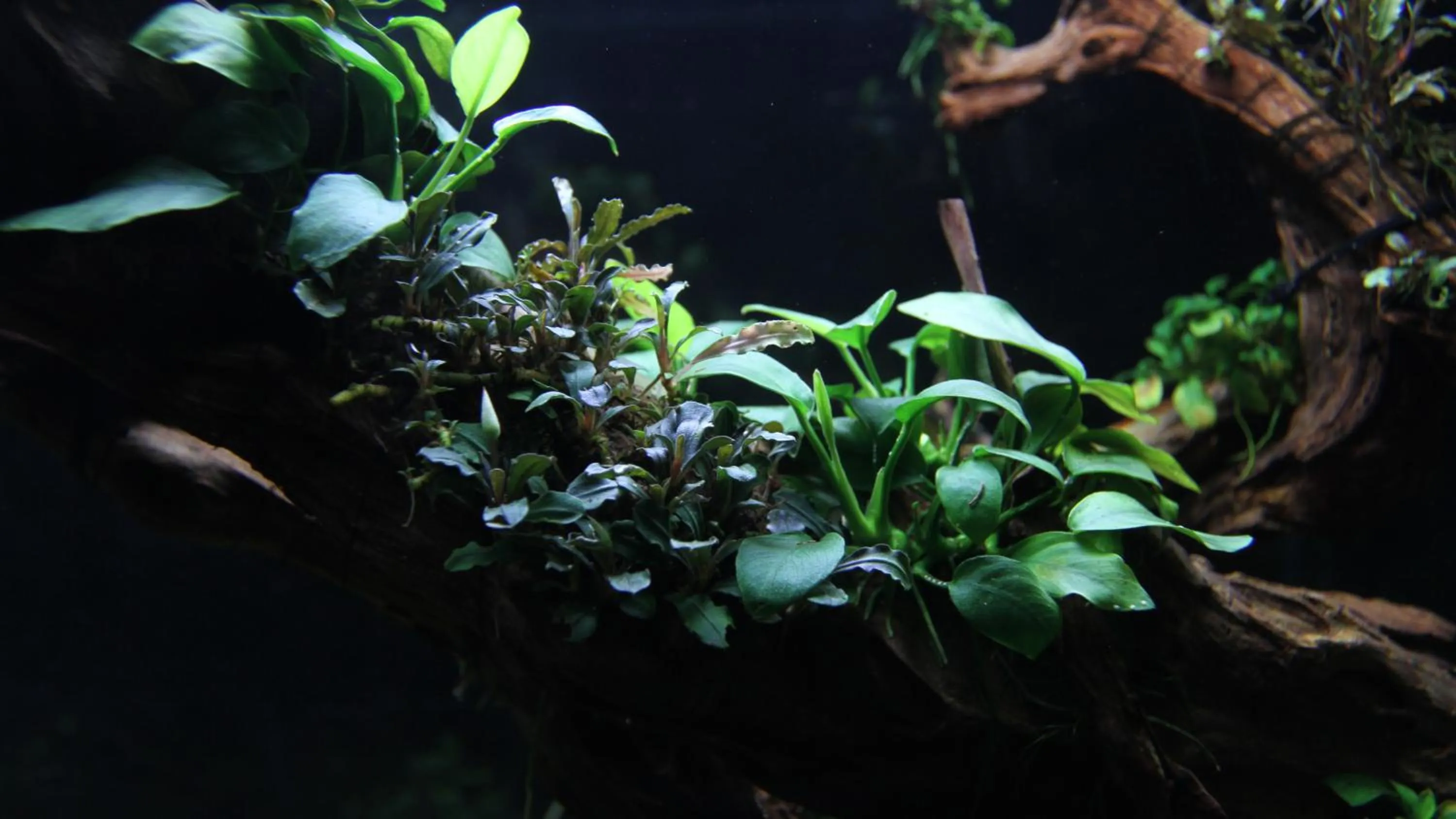 Garden in Ngoc Minh Hotel