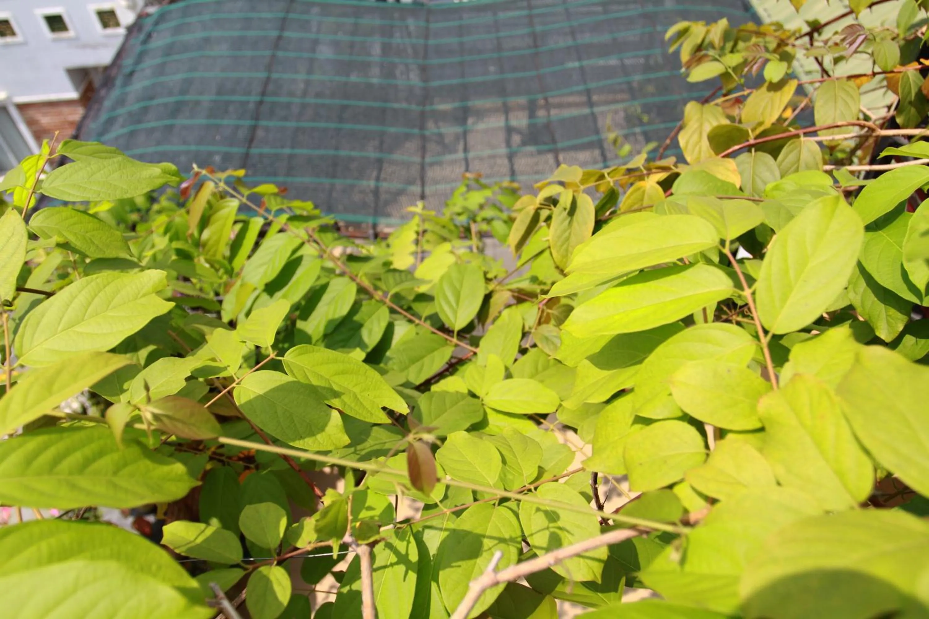 Garden in Ngoc Minh Hotel