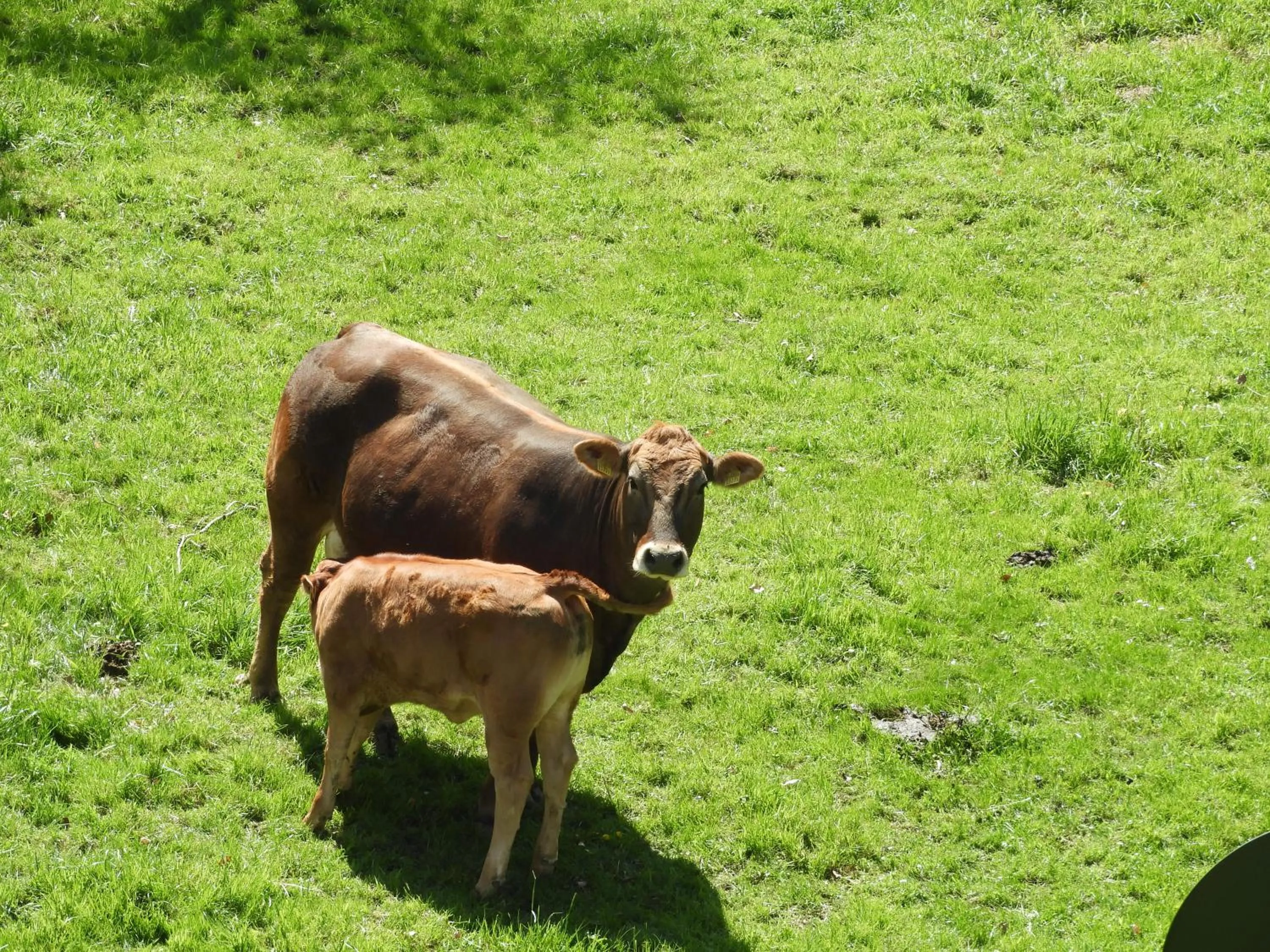 Animals in B&B tannen124