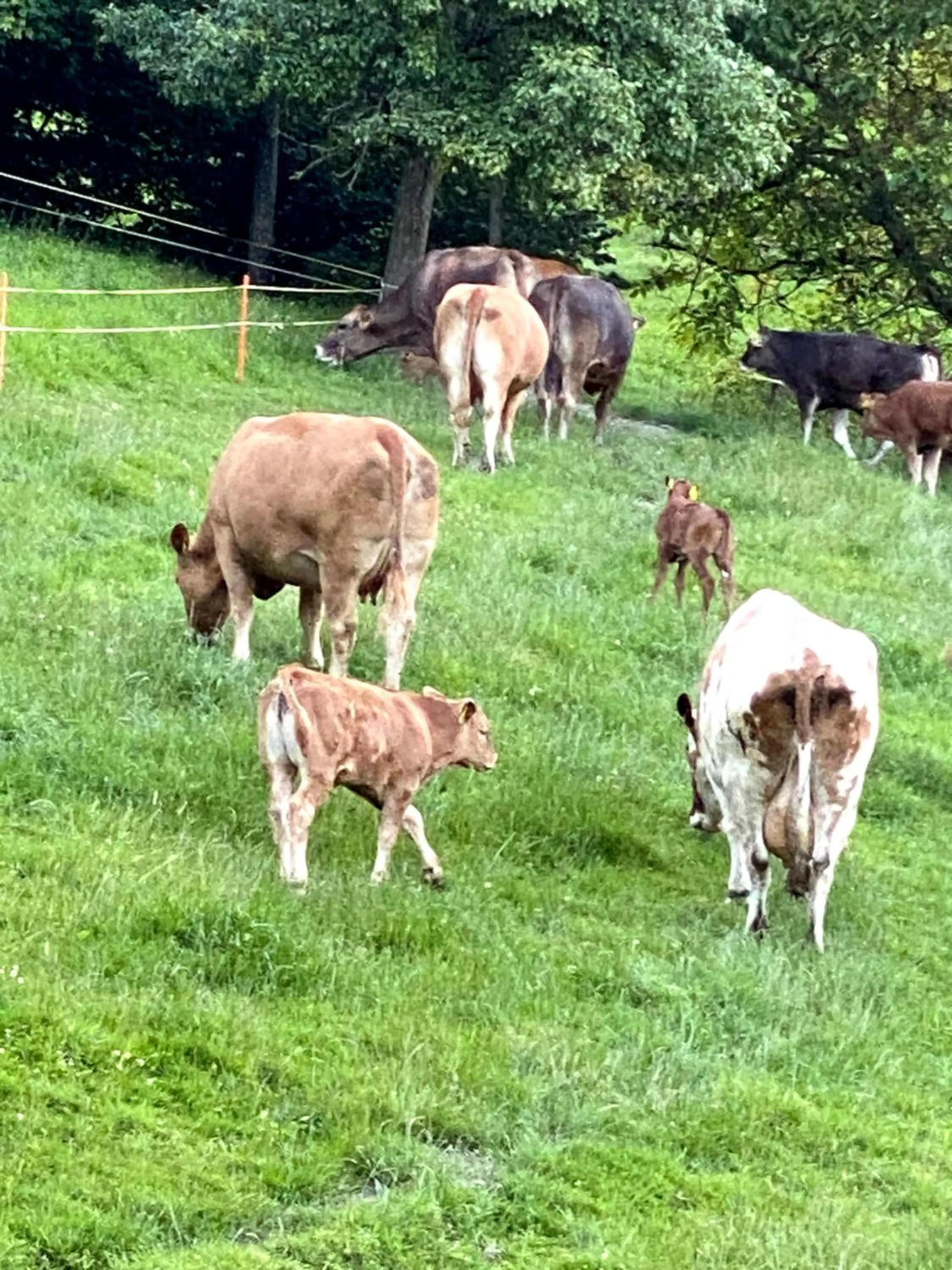 Animals in B&B tannen124