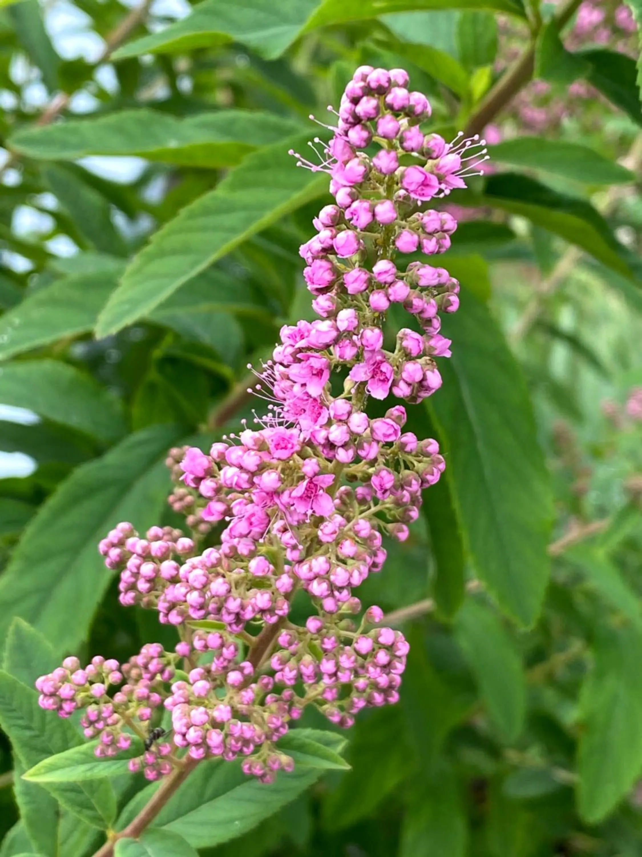 Garden in B&B tannen124