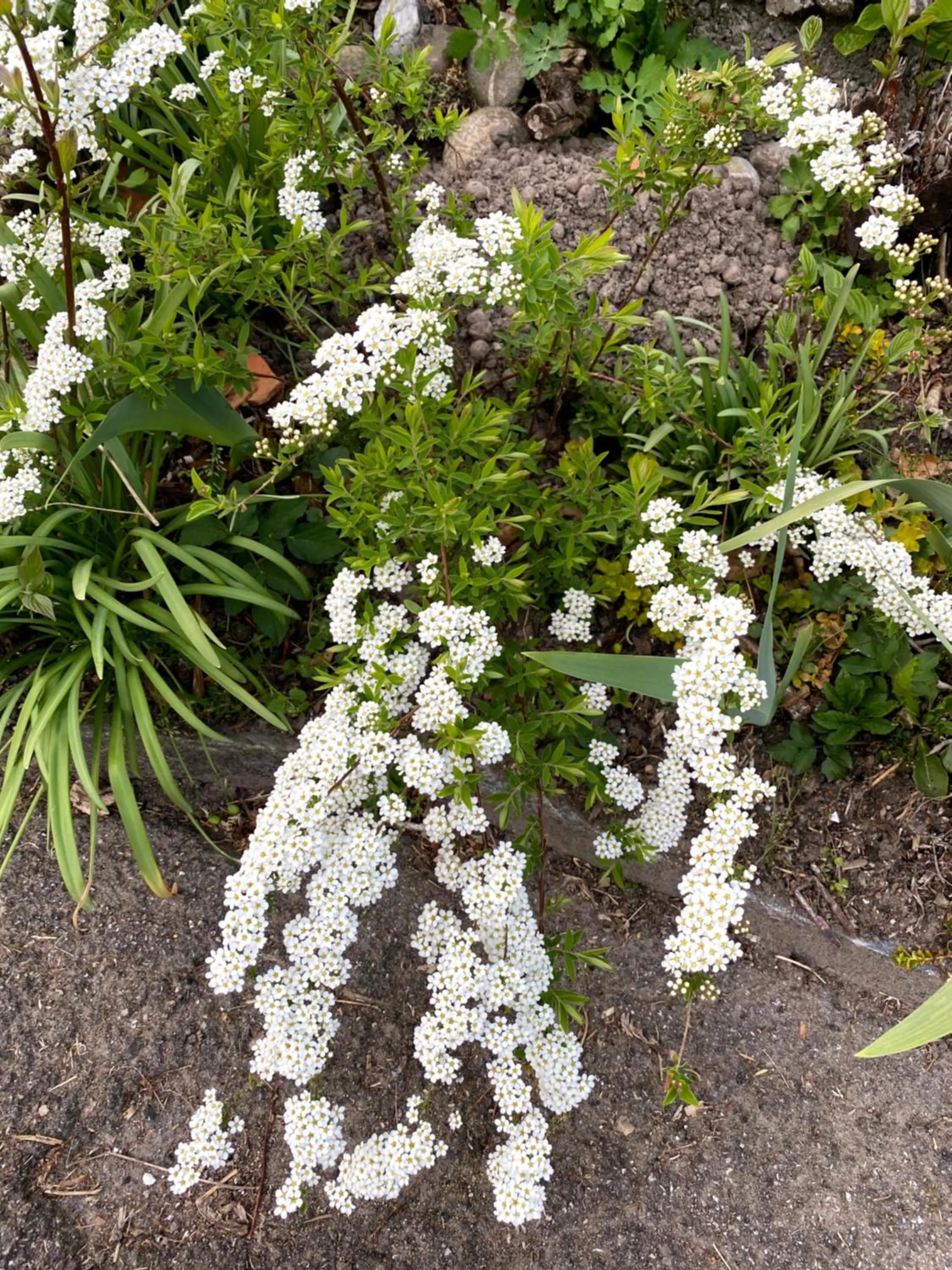 Garden in B&B tannen124