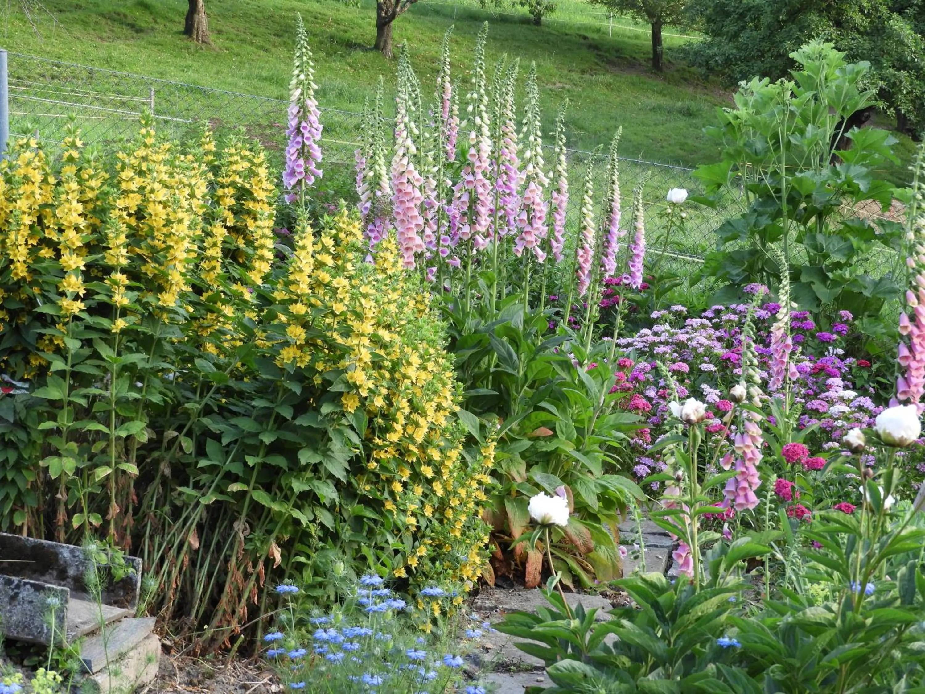 Garden in B&B tannen124