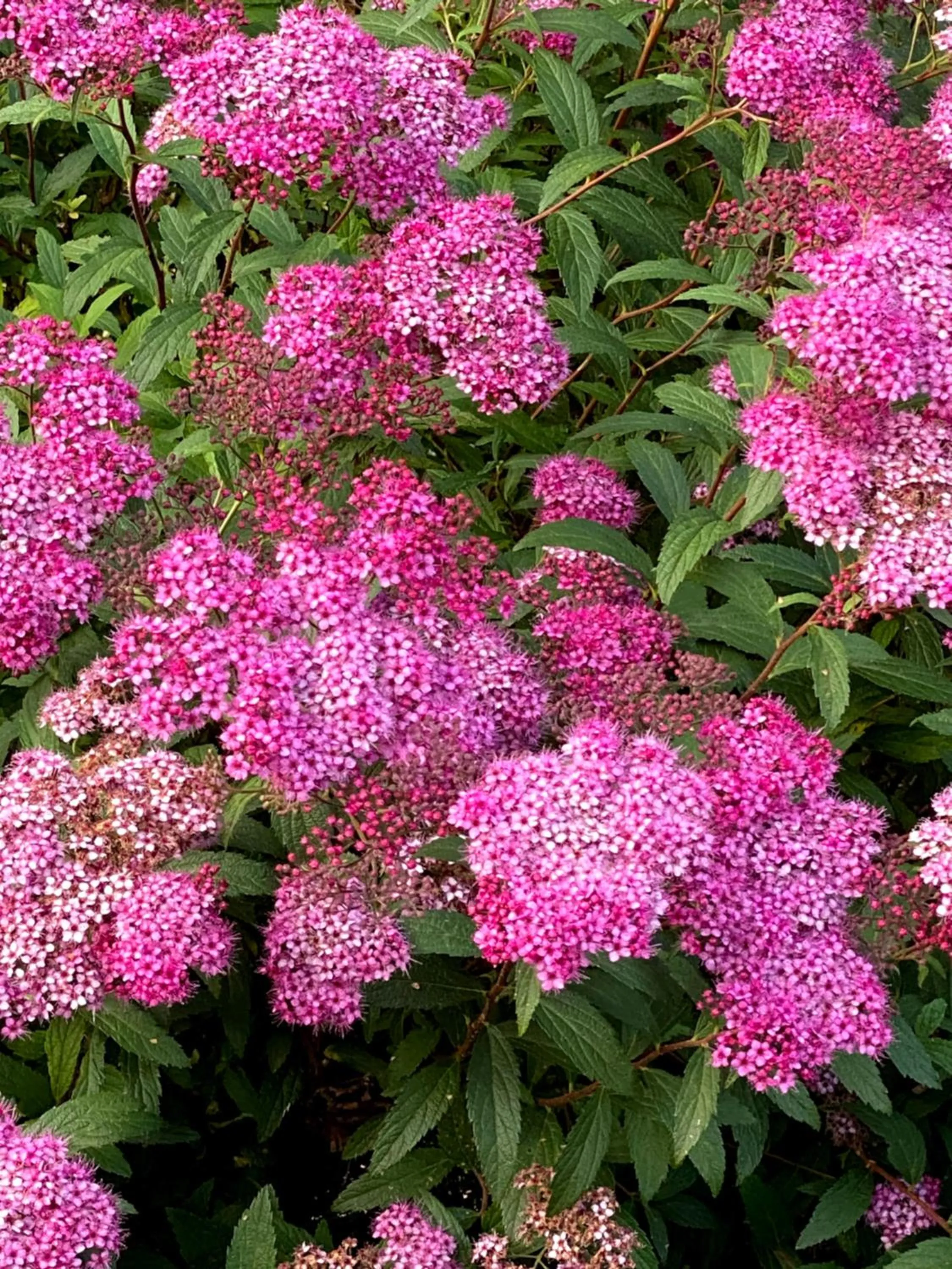 Garden in B&B tannen124