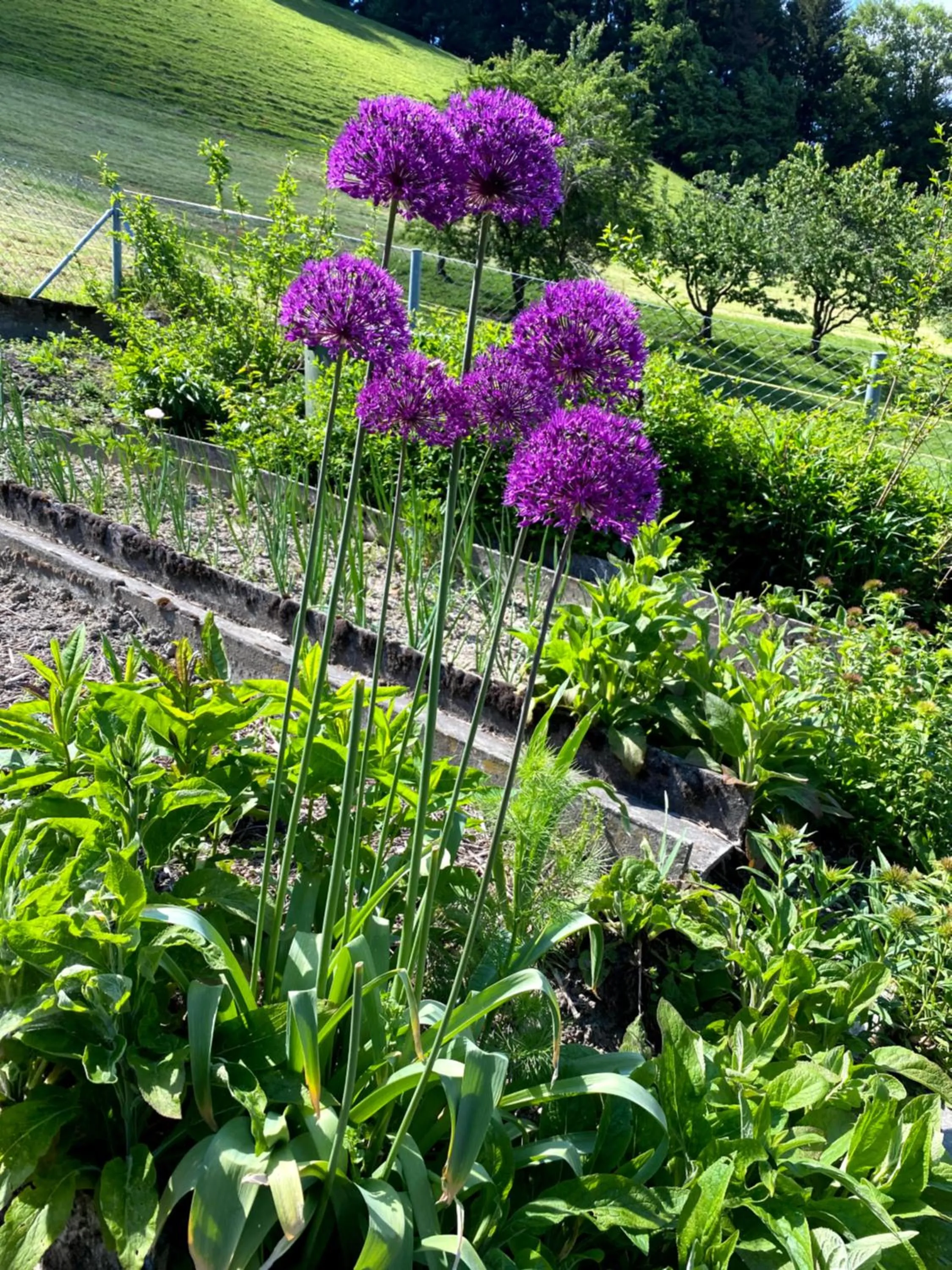 Garden in B&B tannen124