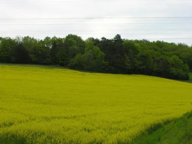 Garden in Auberge De Bourgogne