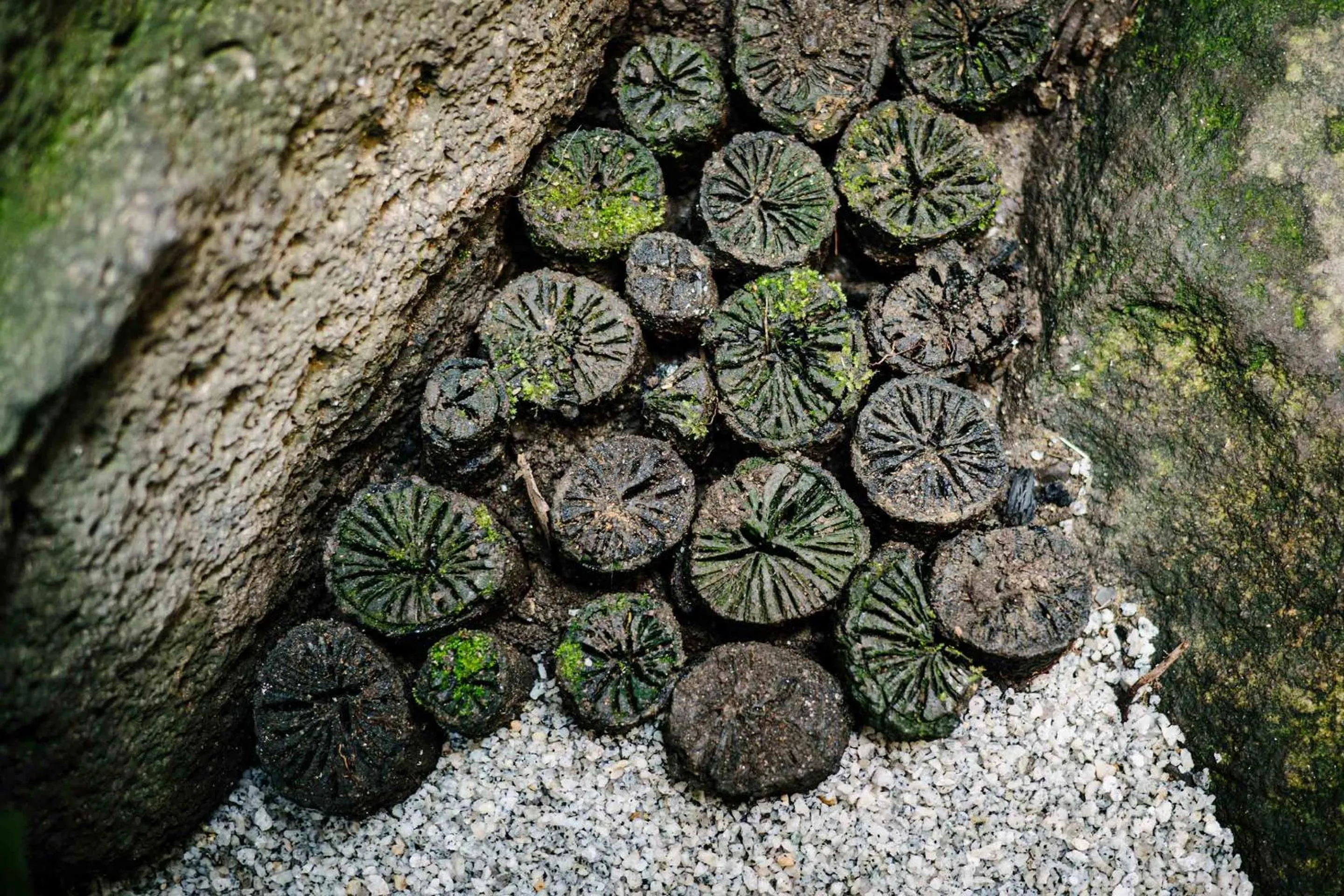 Garden view in Hatoba an Machiya House