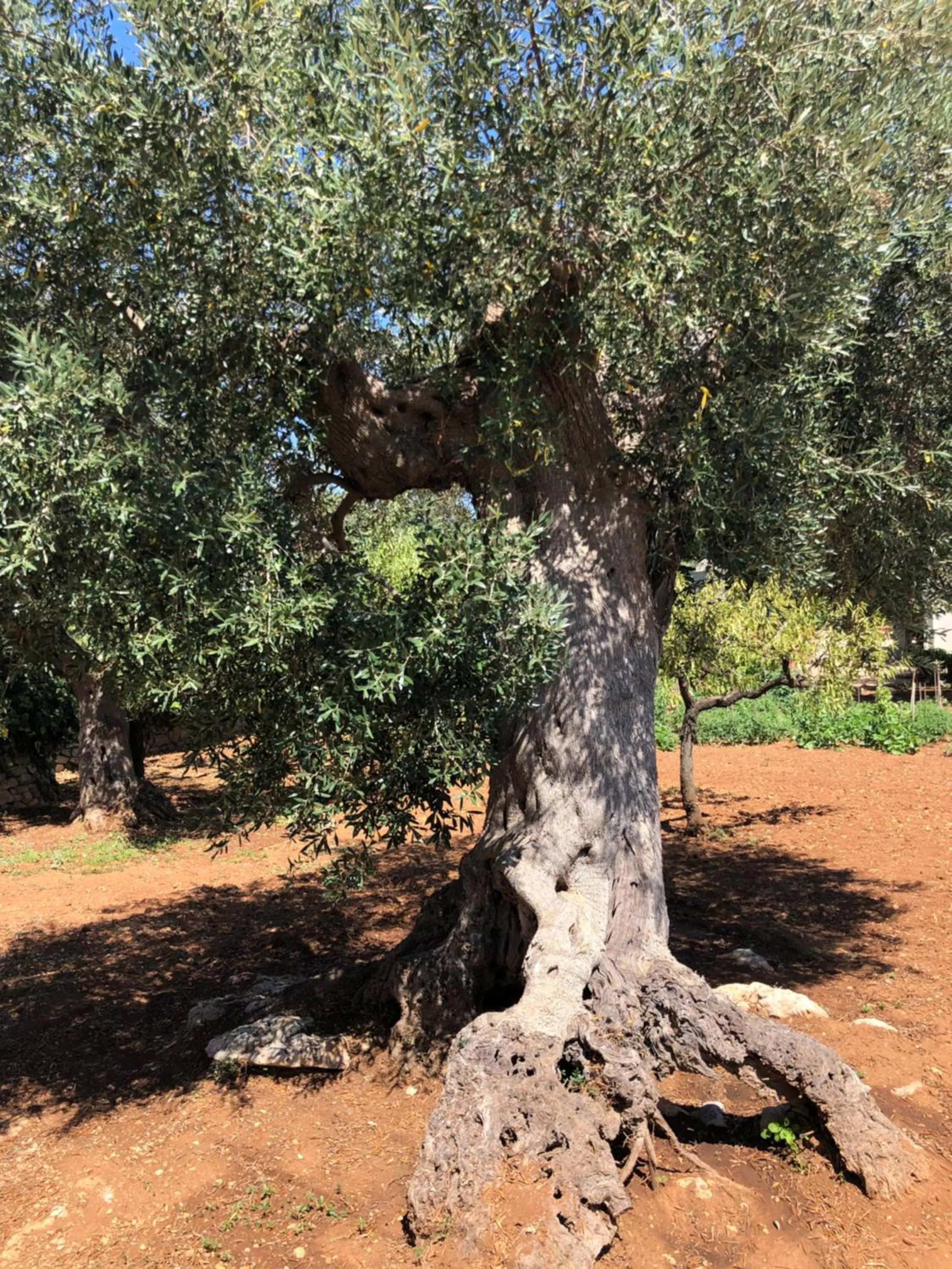 Garden in Dimora Sofia
