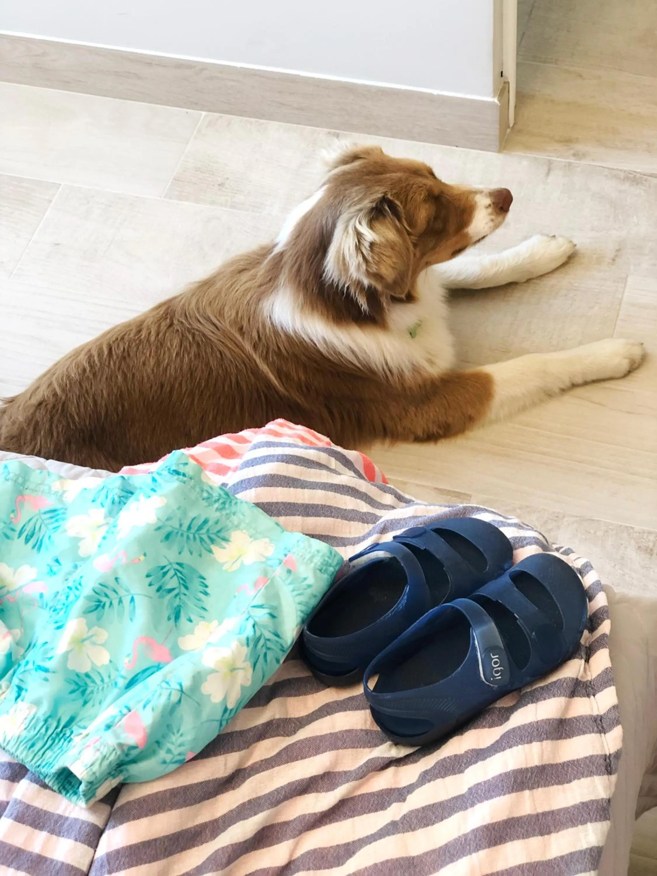 Pets in Hotel Leal - La Sirena