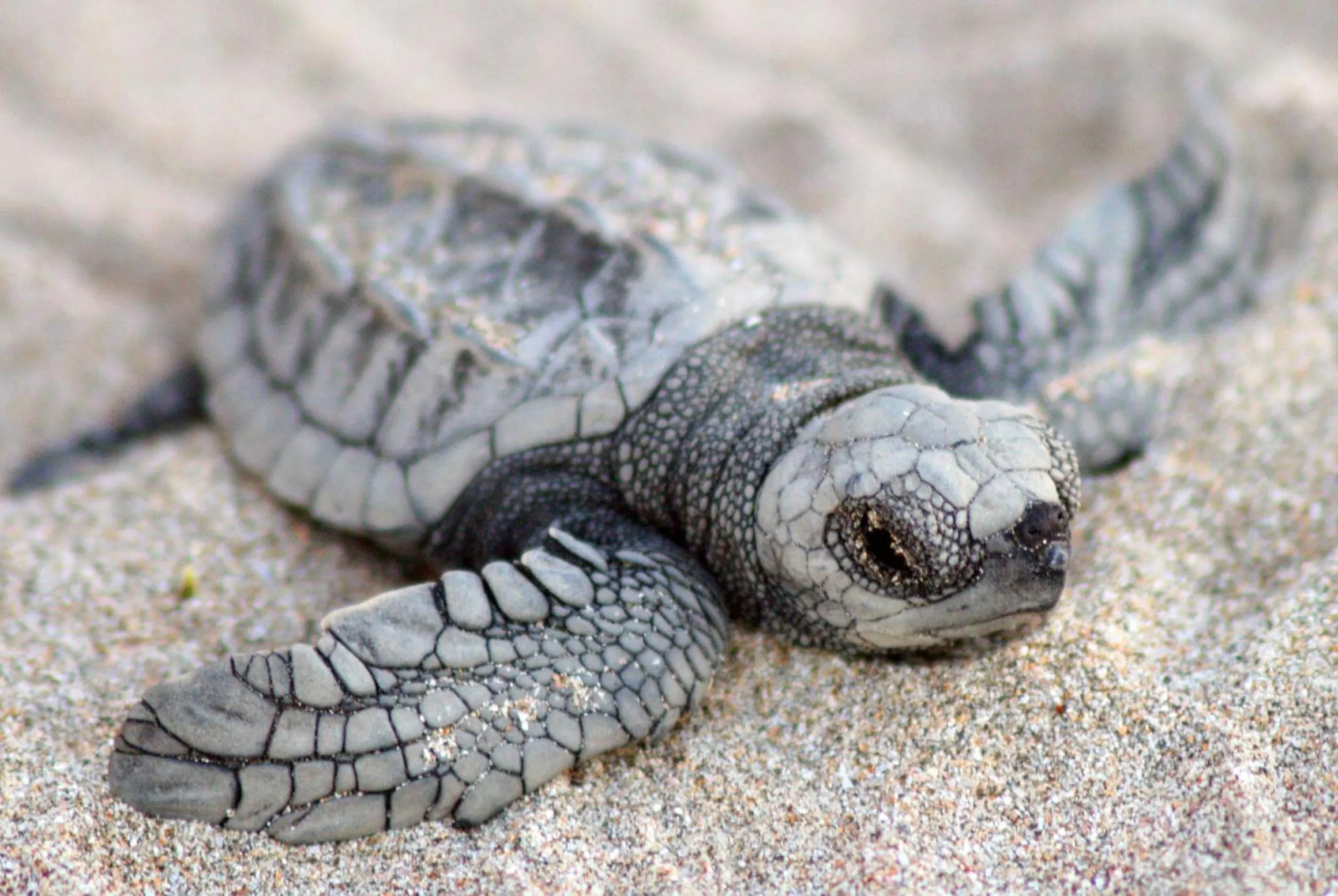 Natural landscape in Capitán Suizo Beachfront Boutique Hotel