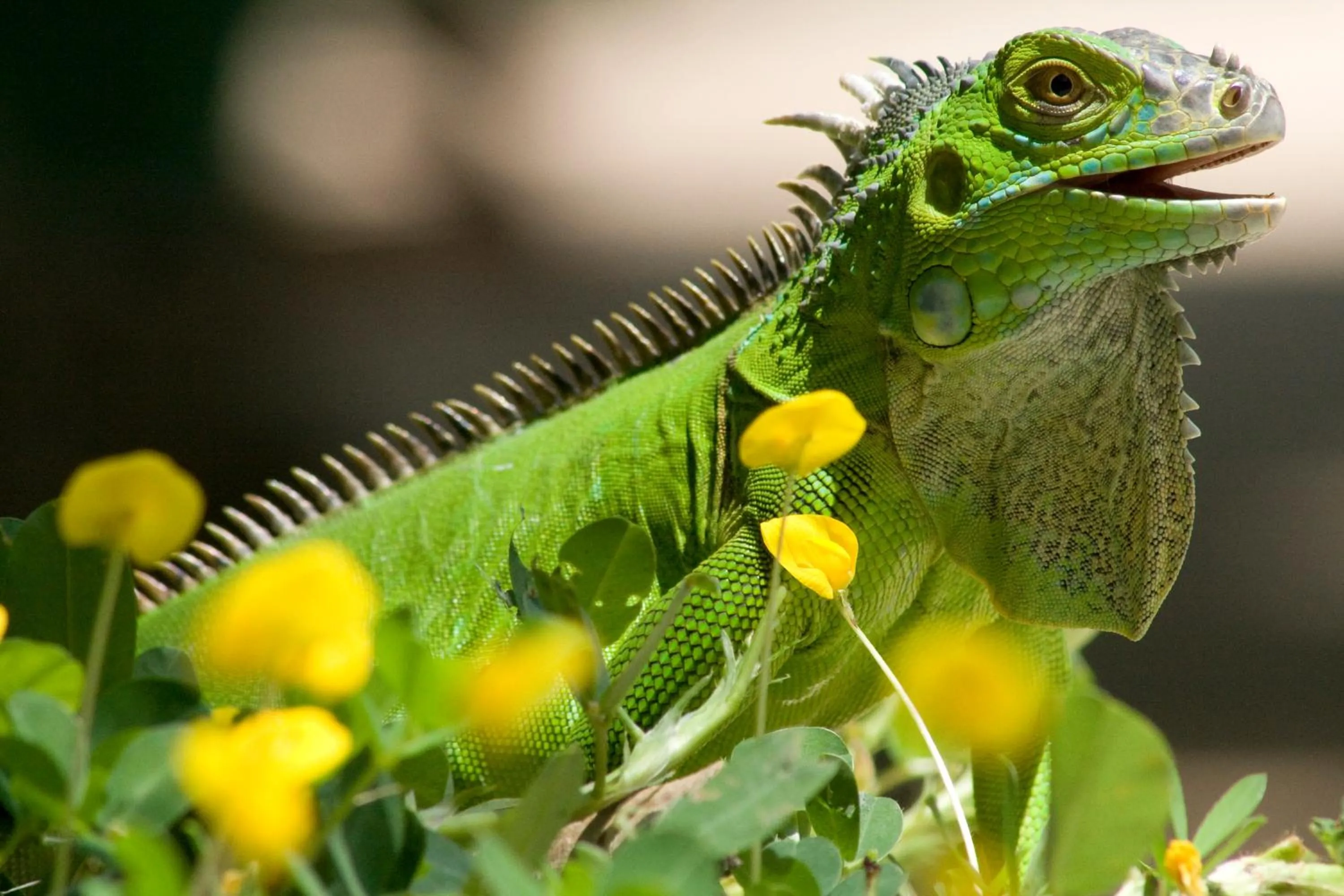 Natural landscape in Capitán Suizo Beachfront Boutique Hotel
