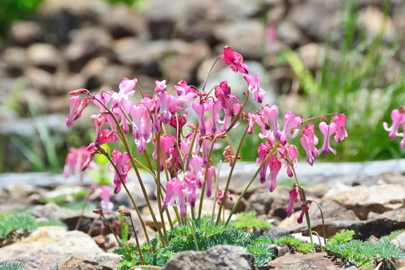 Nearby landmark in Pension Risuno Koya