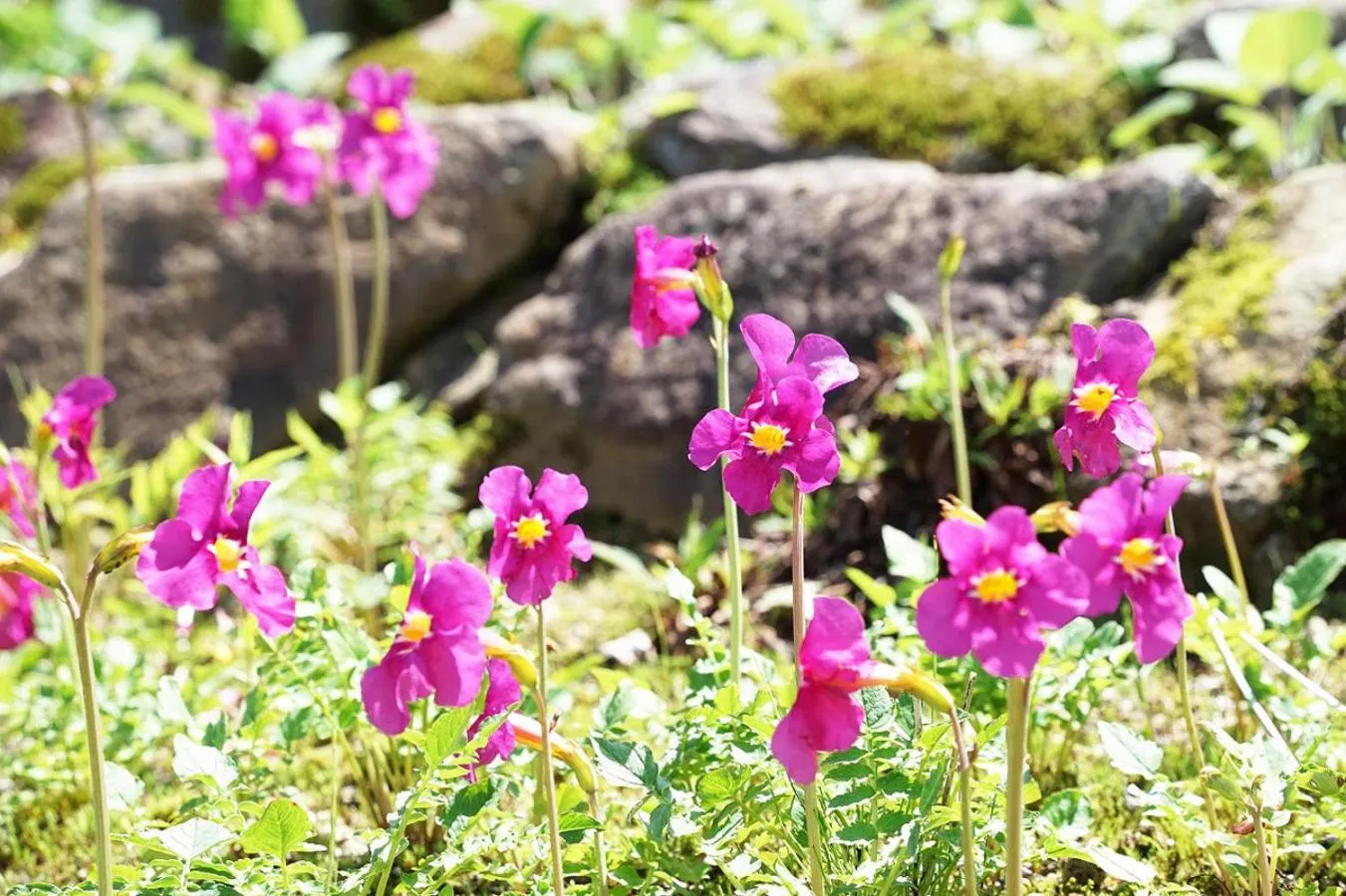 Nearby landmark in Pension Risuno Koya