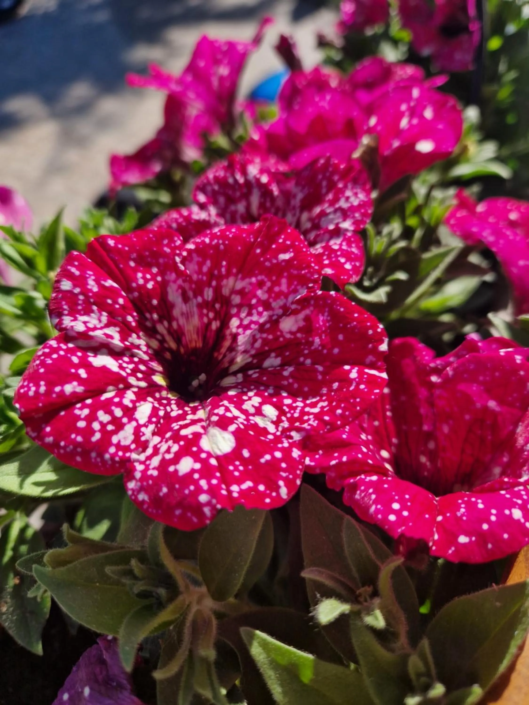 Spring in Antico Fienile Agritur