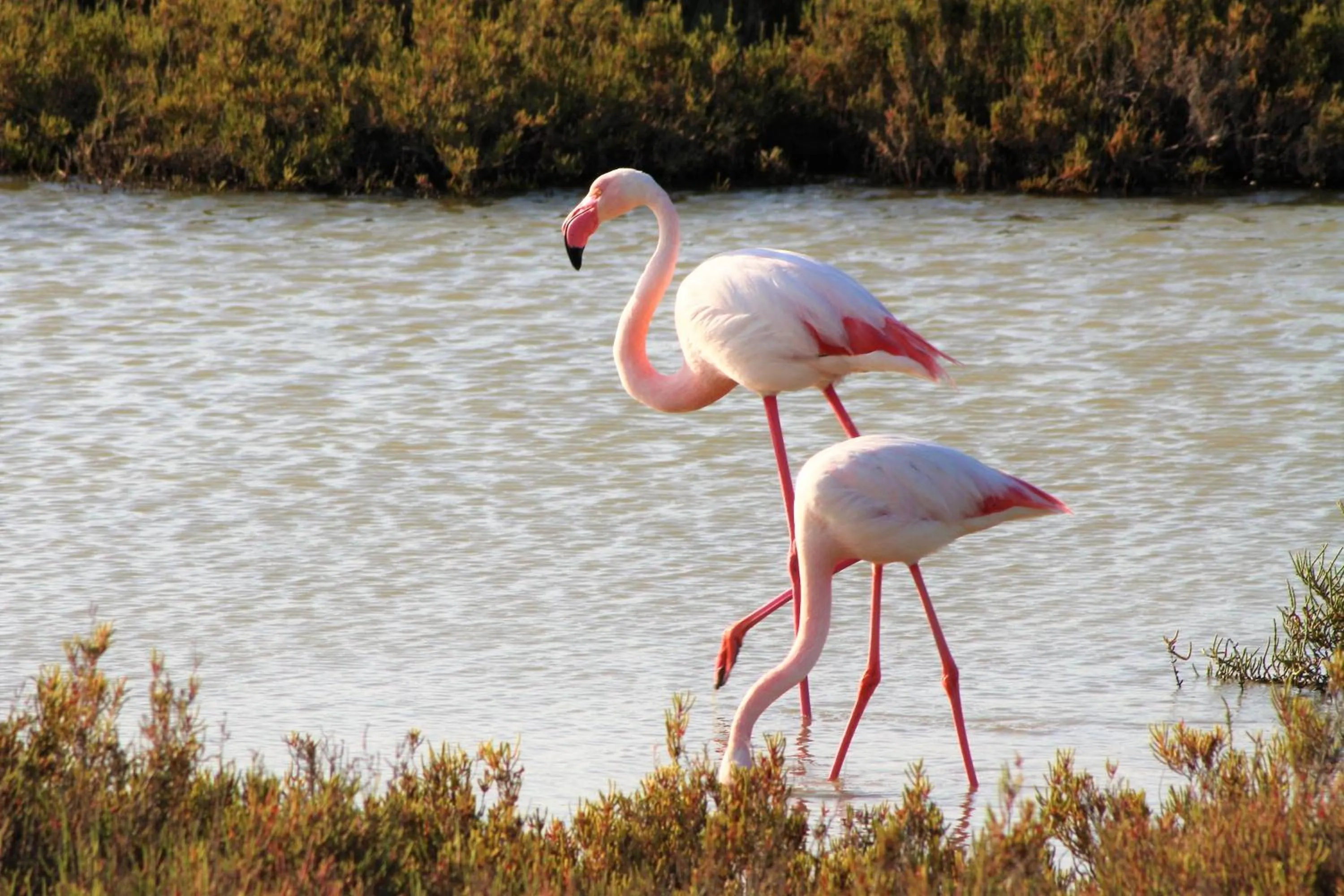 View (from property/room) in Mas Fandelou