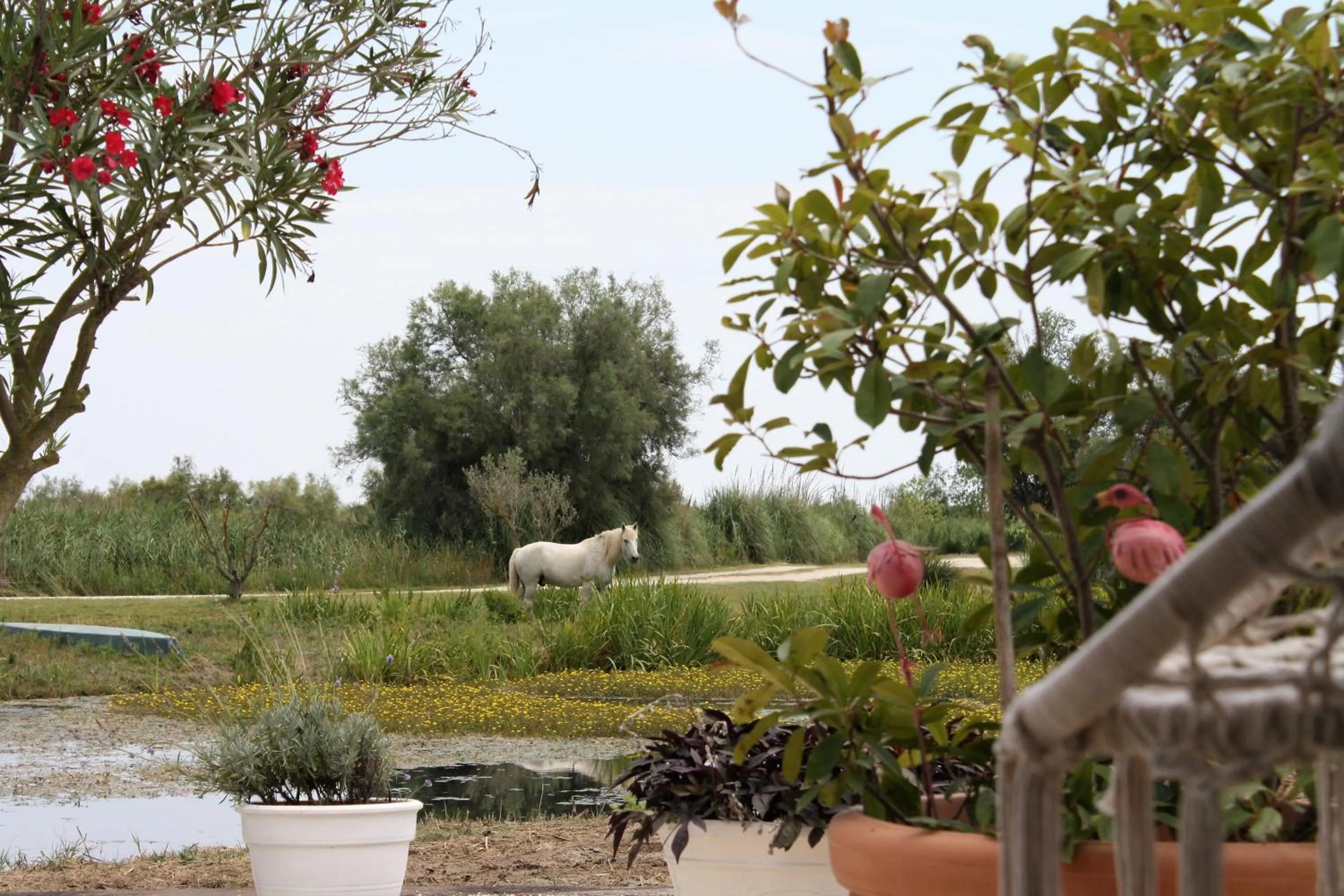 Animals in Mas Fandelou