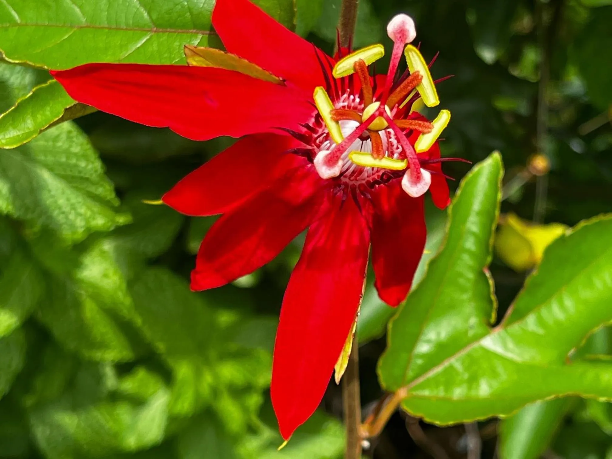 Garden in Luxury Historic Shotgun Home in Lower Garden District
