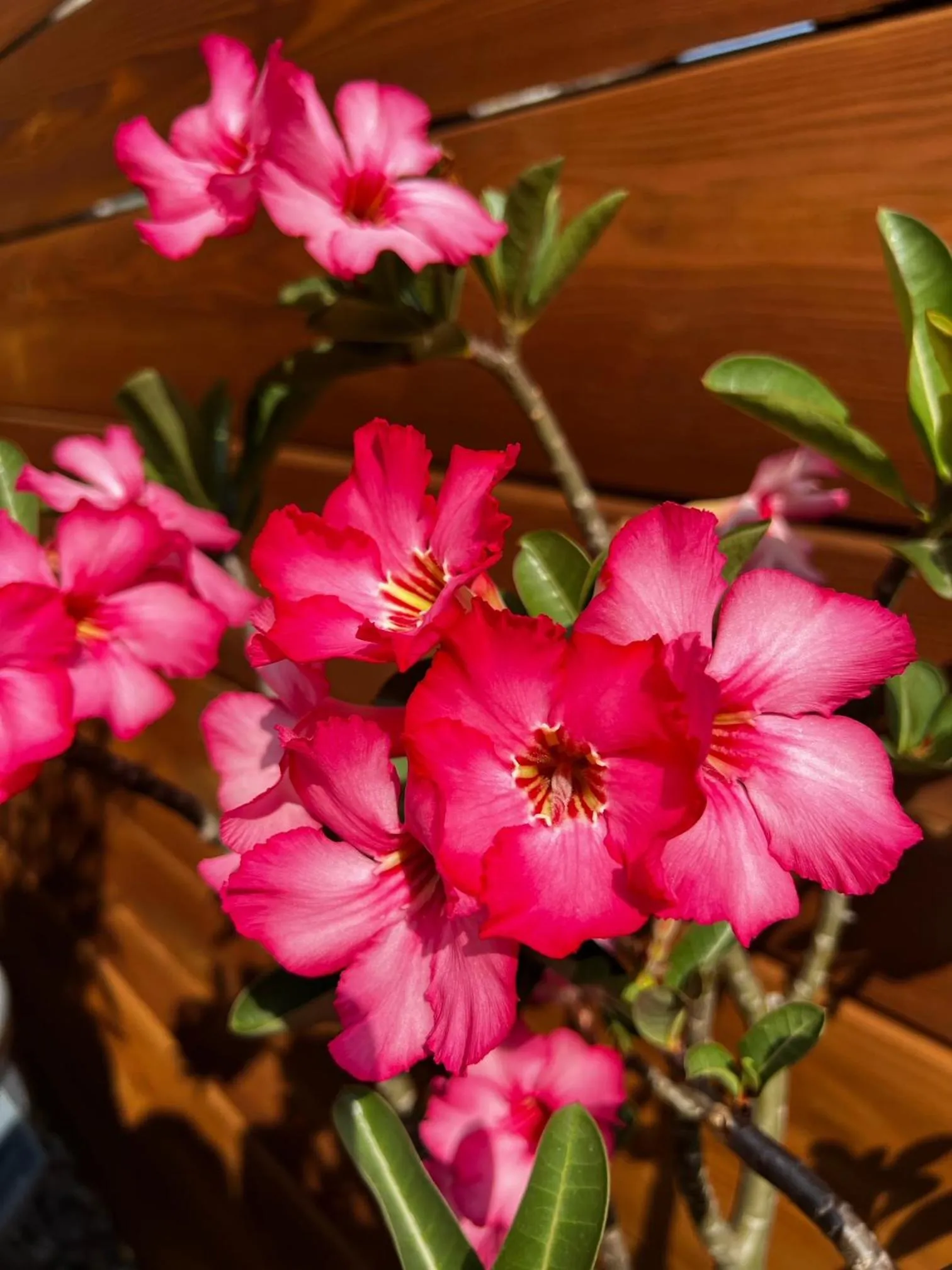 Garden in Luxury Historic Shotgun Home in Lower Garden District