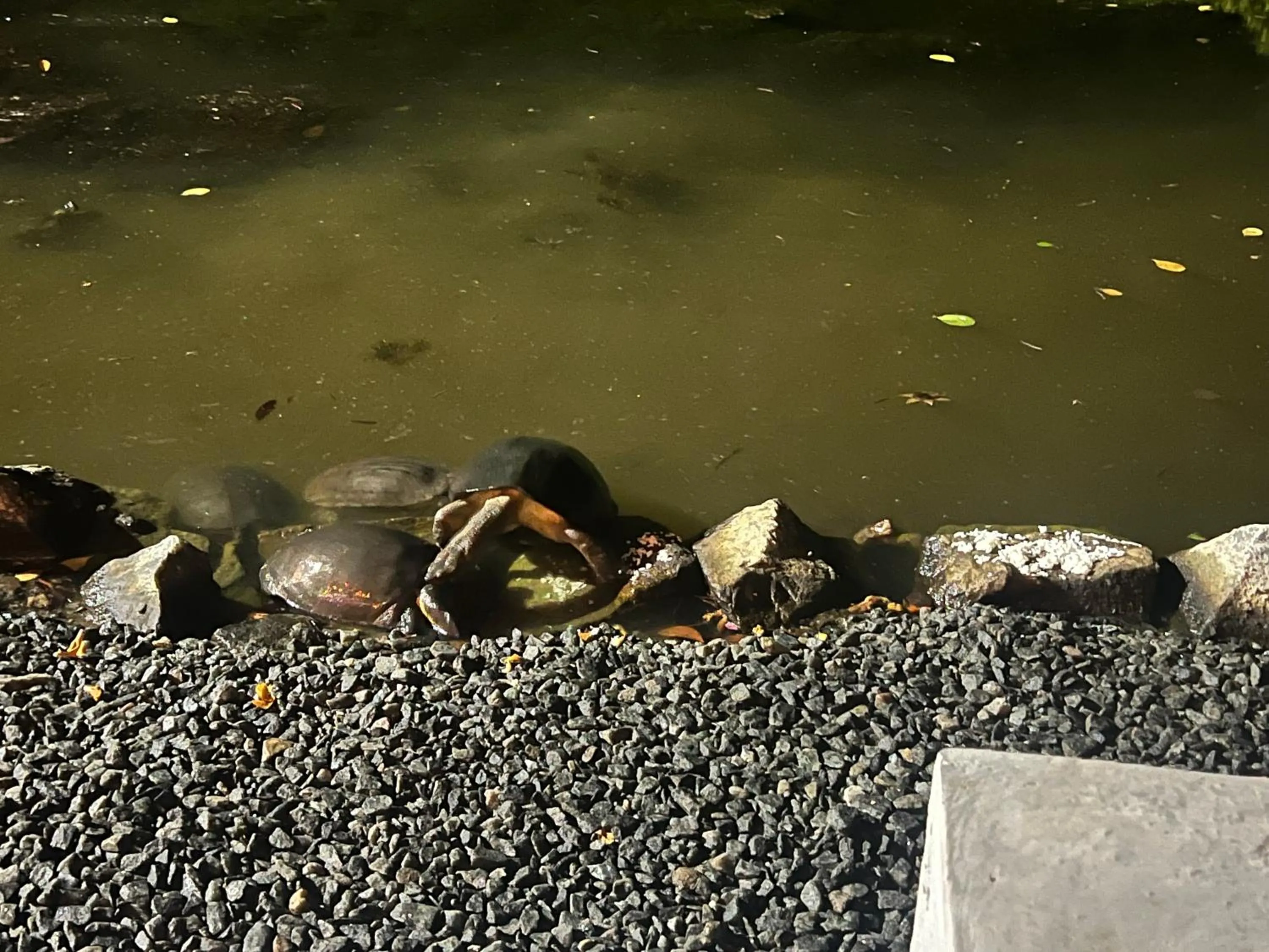 Seth Villa by Magampura Resorts