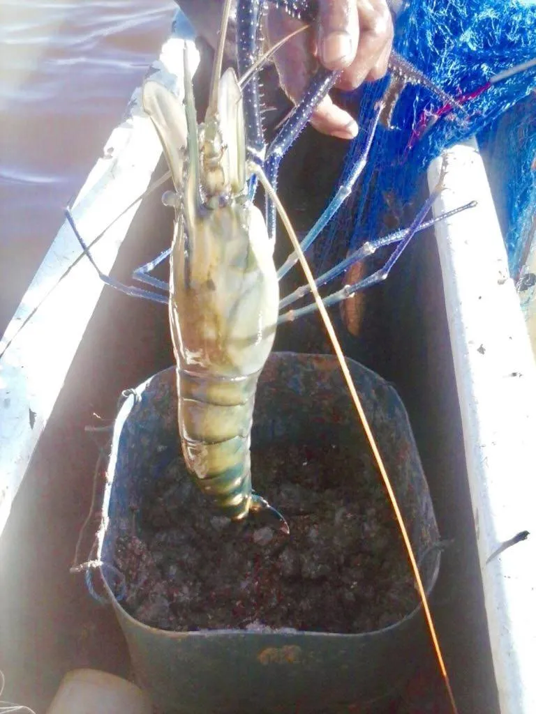 Seth Villa by Magampura Resorts