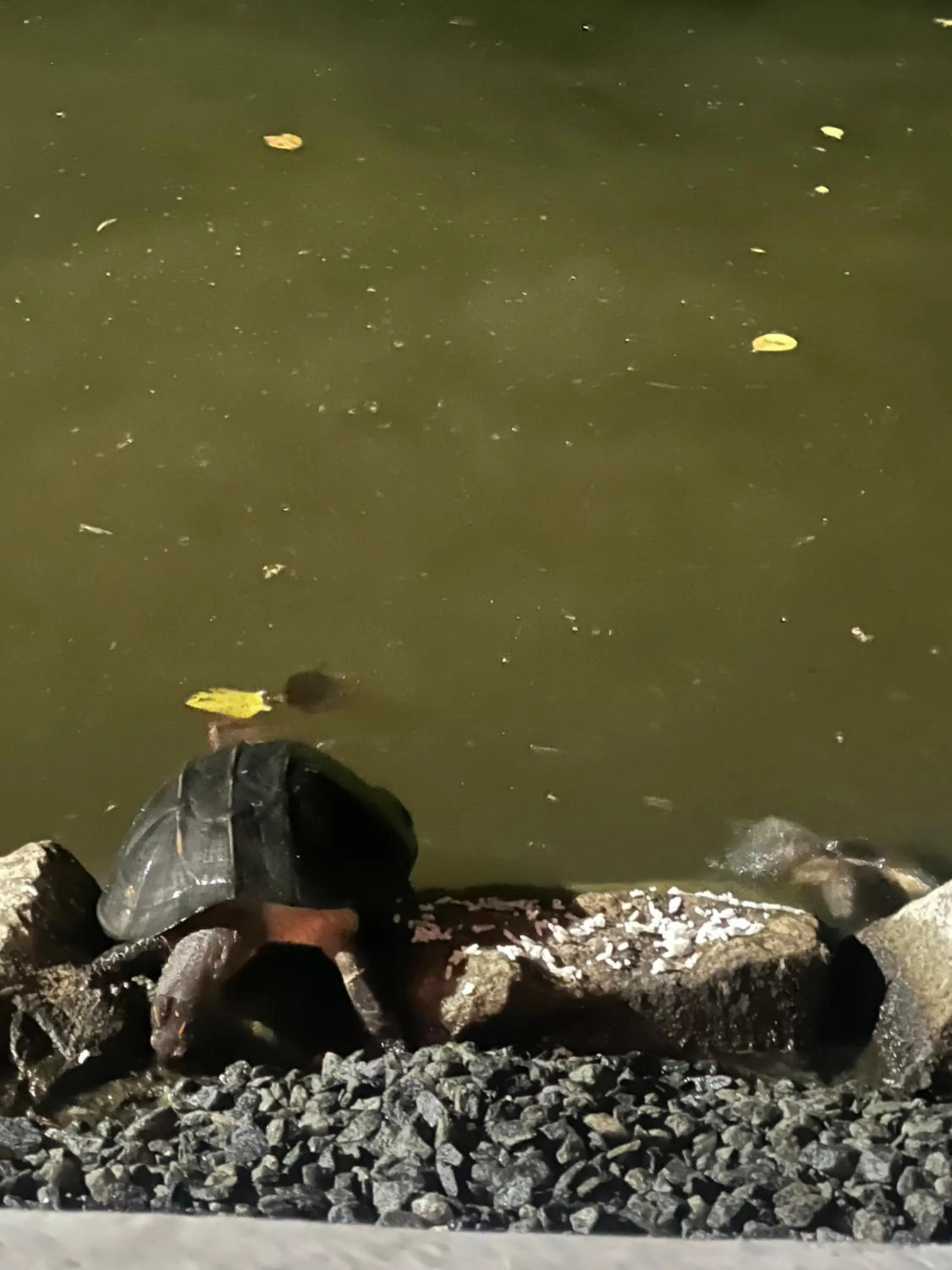 Seth Villa by Magampura Resorts