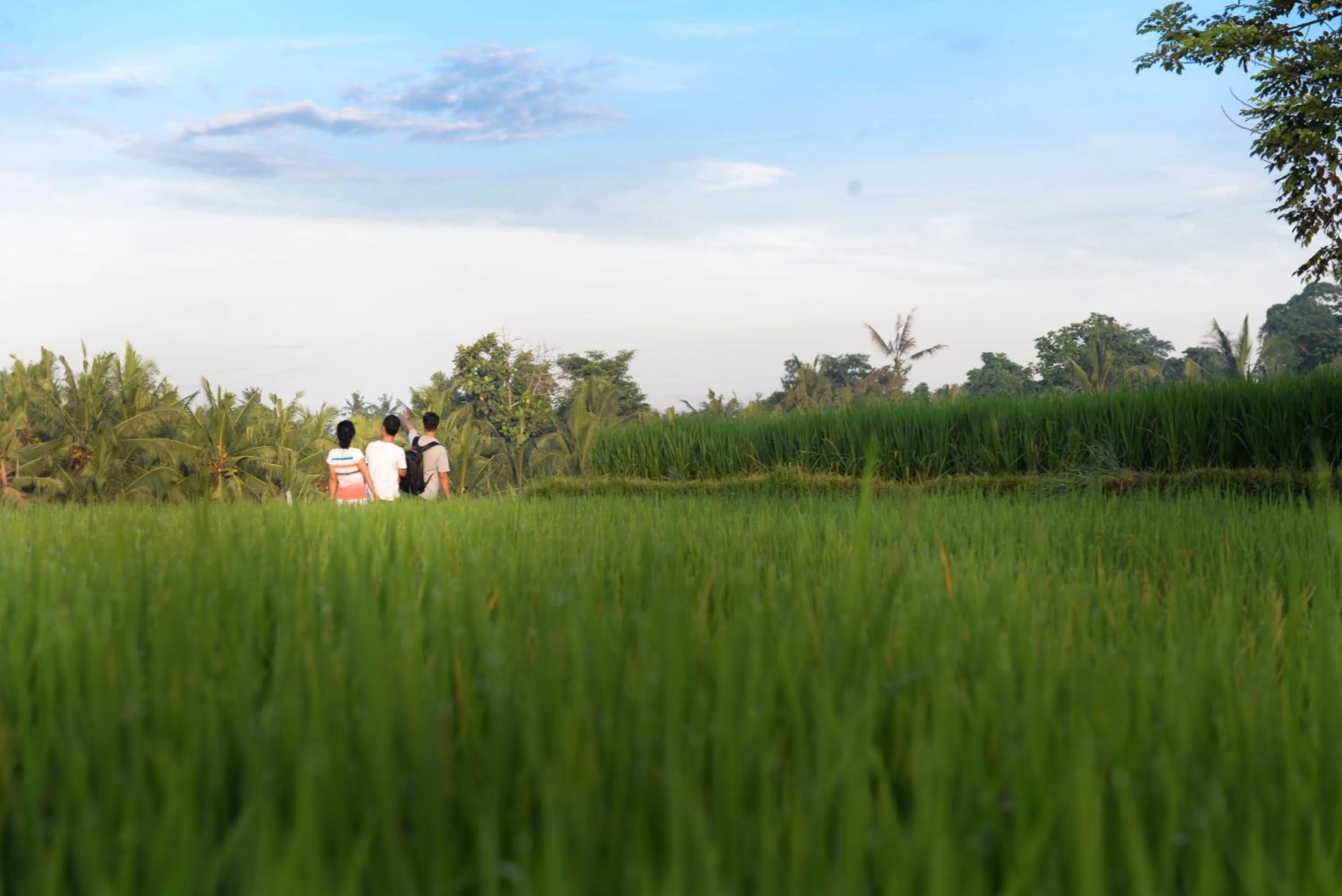 Activities in Purana Suite Ubud