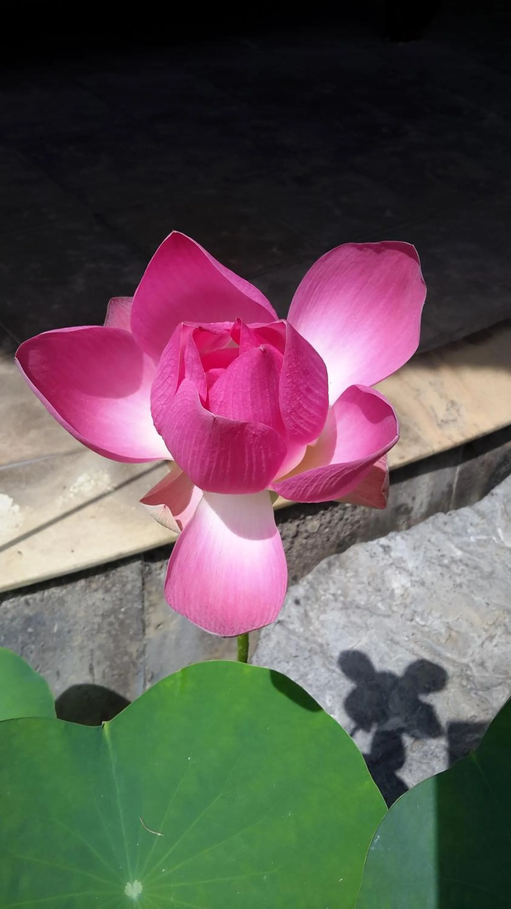 Other in Villa Plawa Asri