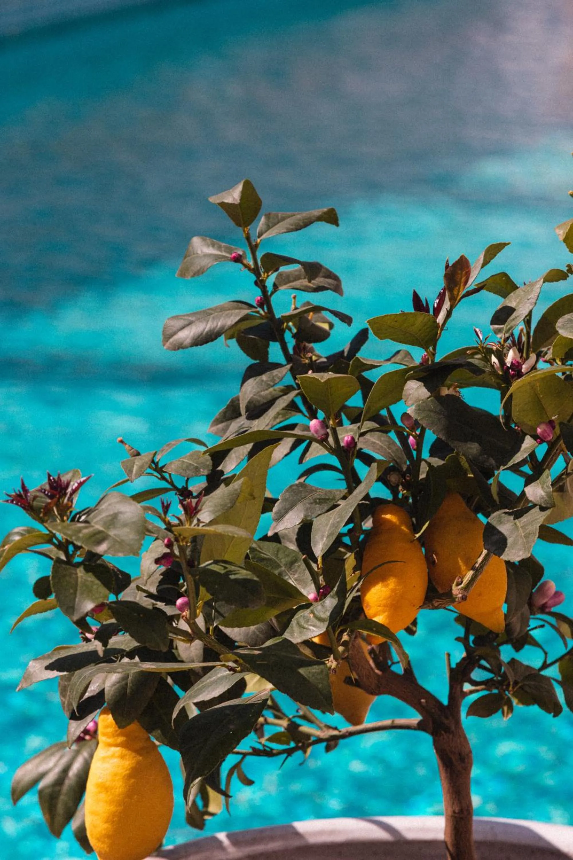 Garden in Hôtel La Villa Juan Beach