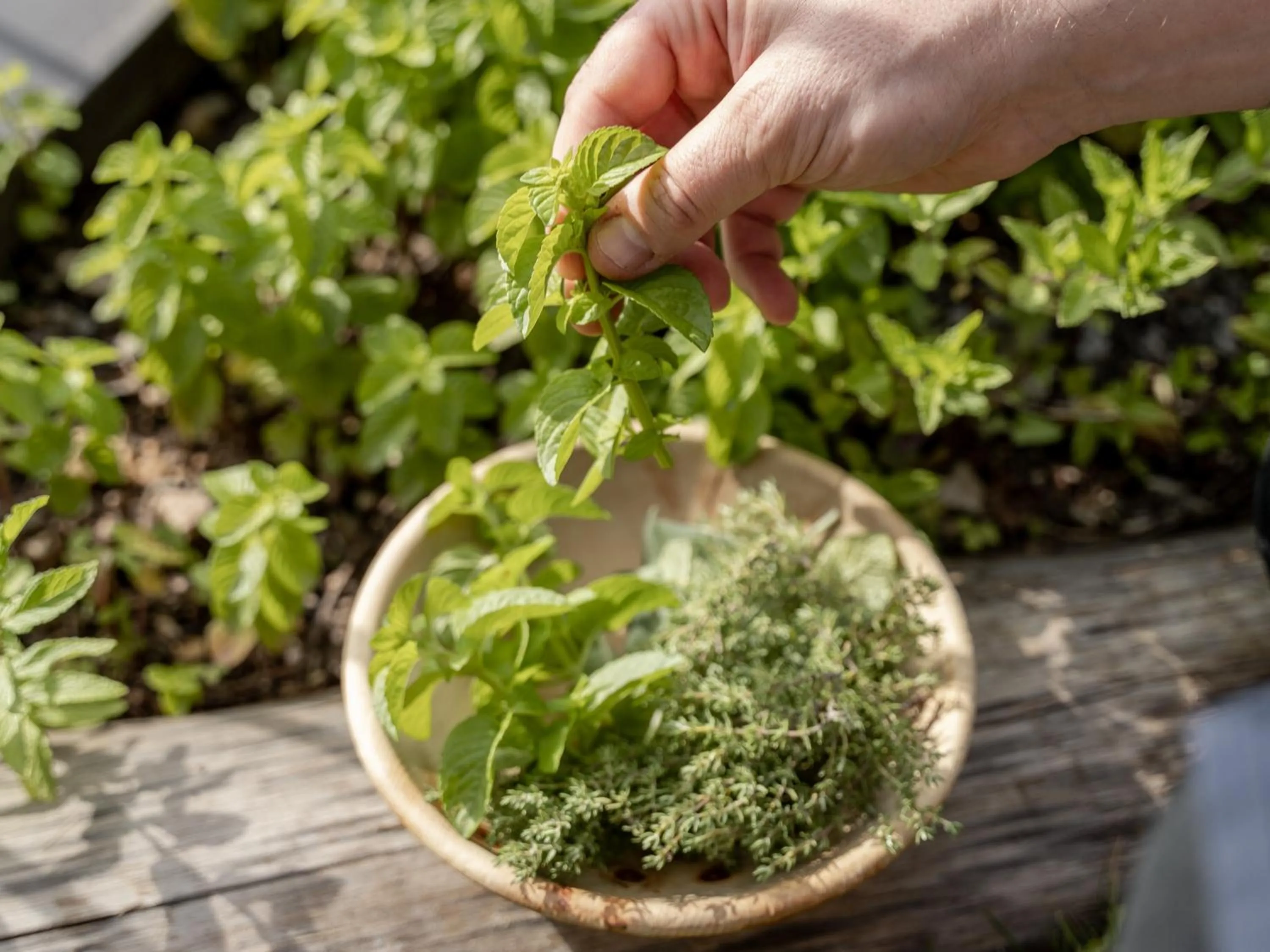 Spring in Schwarzer Adler