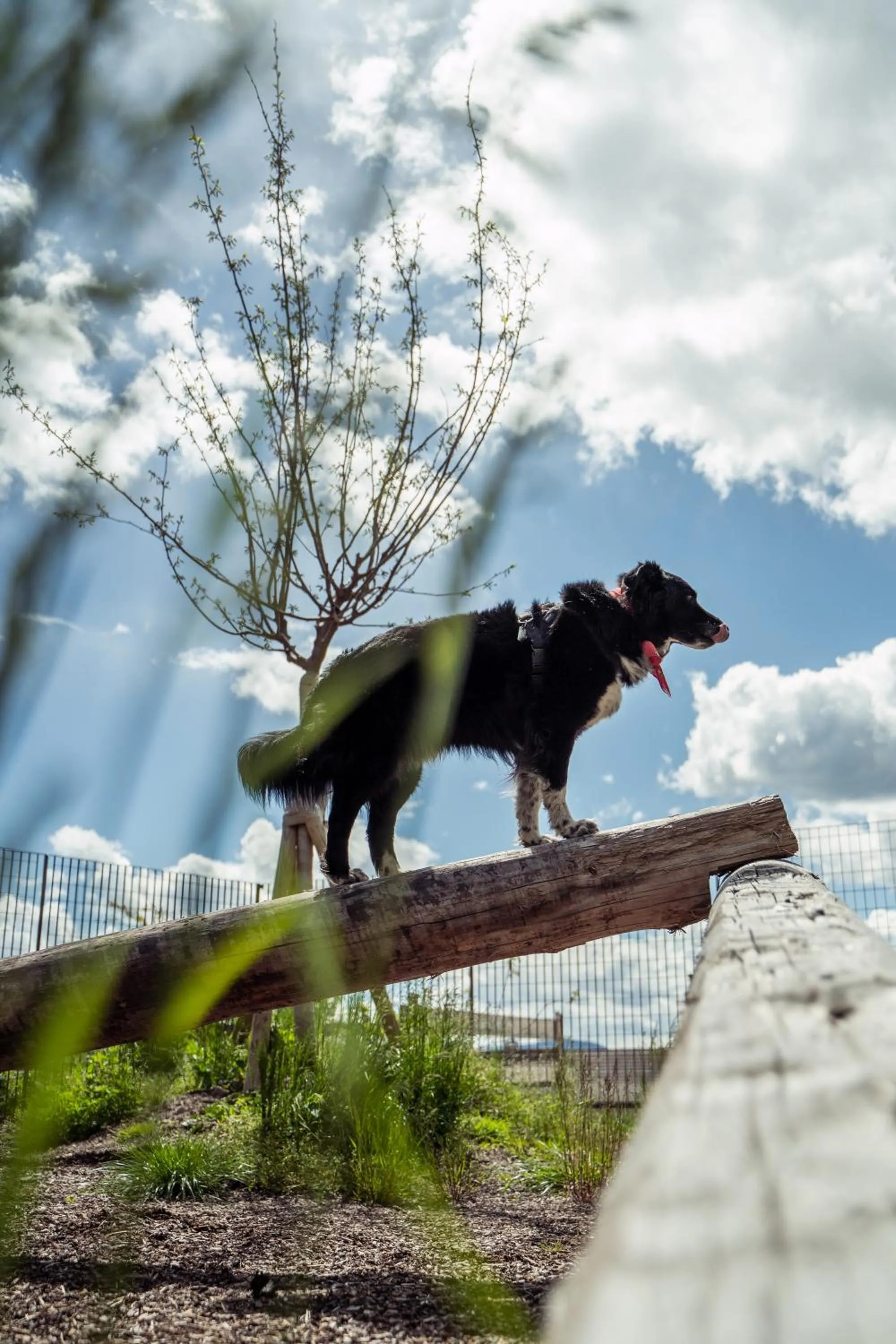 Animals in Schwarzer Adler