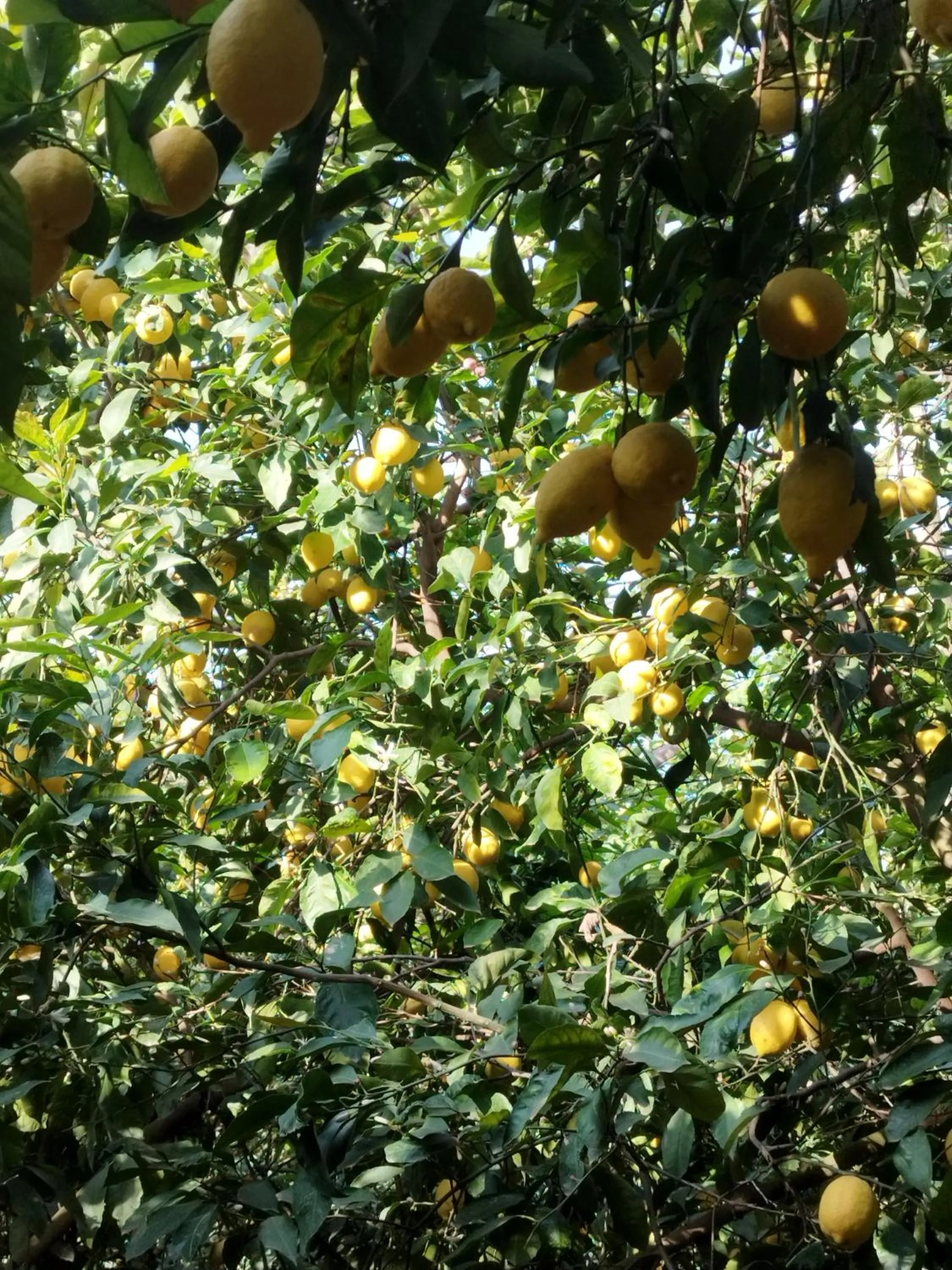 Restaurant/places to eat in Agriturismo La Lobra