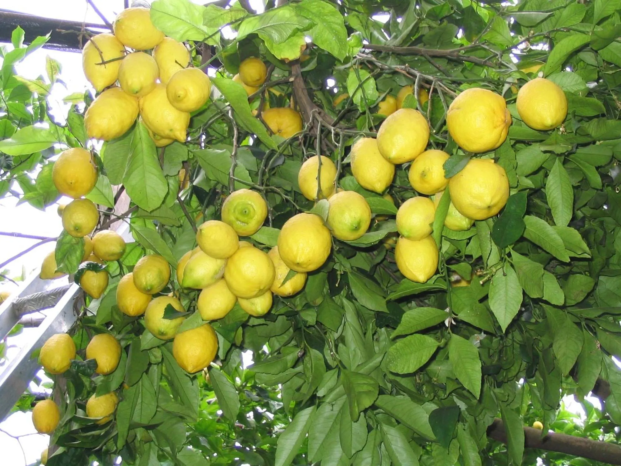 Garden in Agriturismo La Lobra