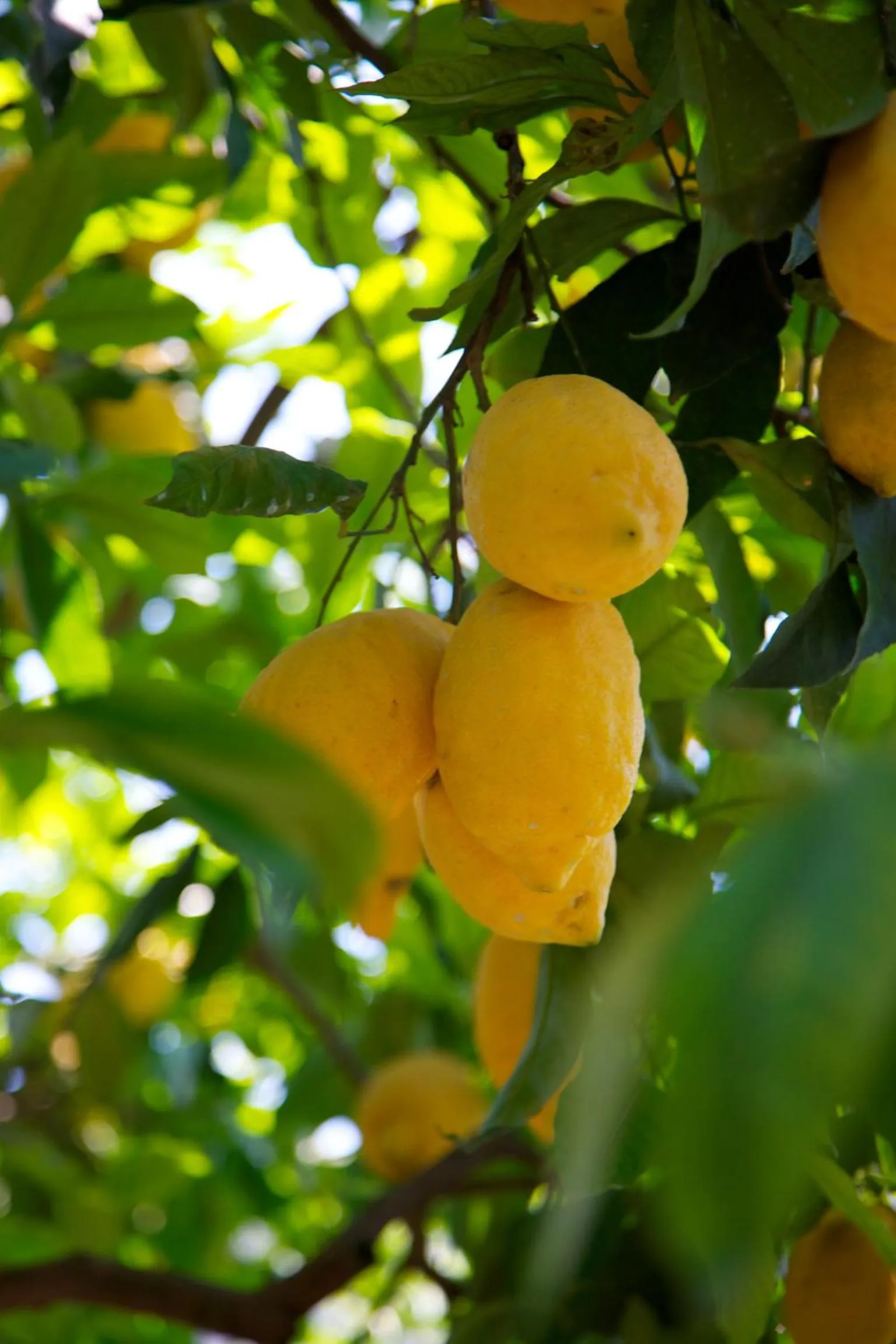 Garden in Agriturismo La Lobra