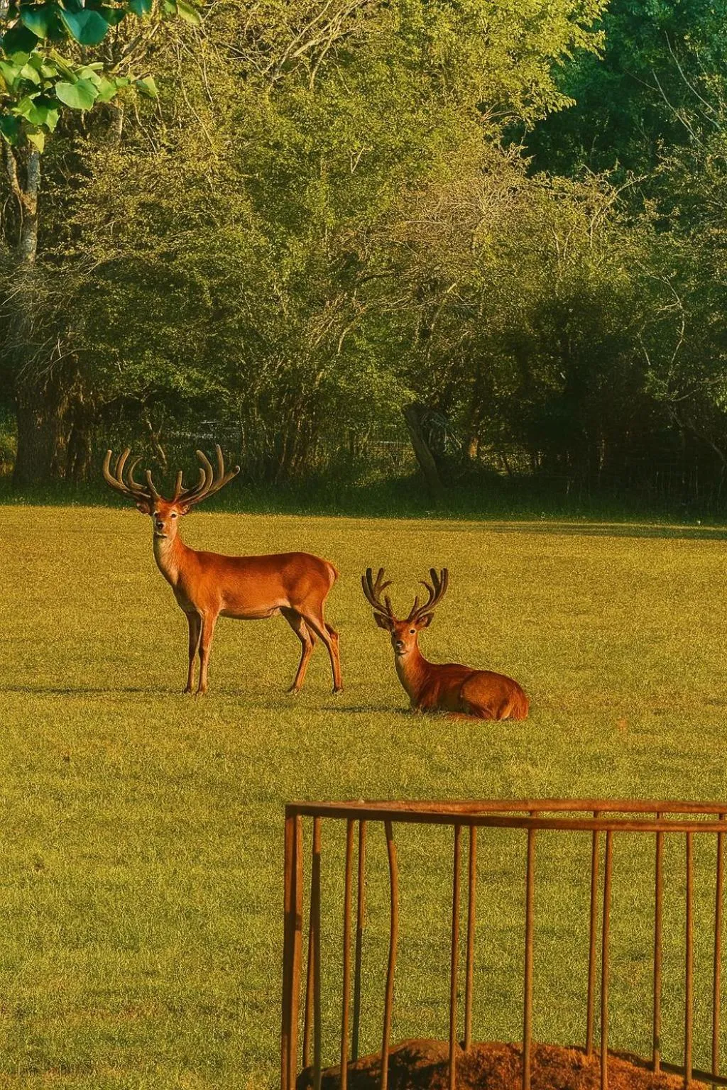 Animals in The Stables - Deer Park Farm