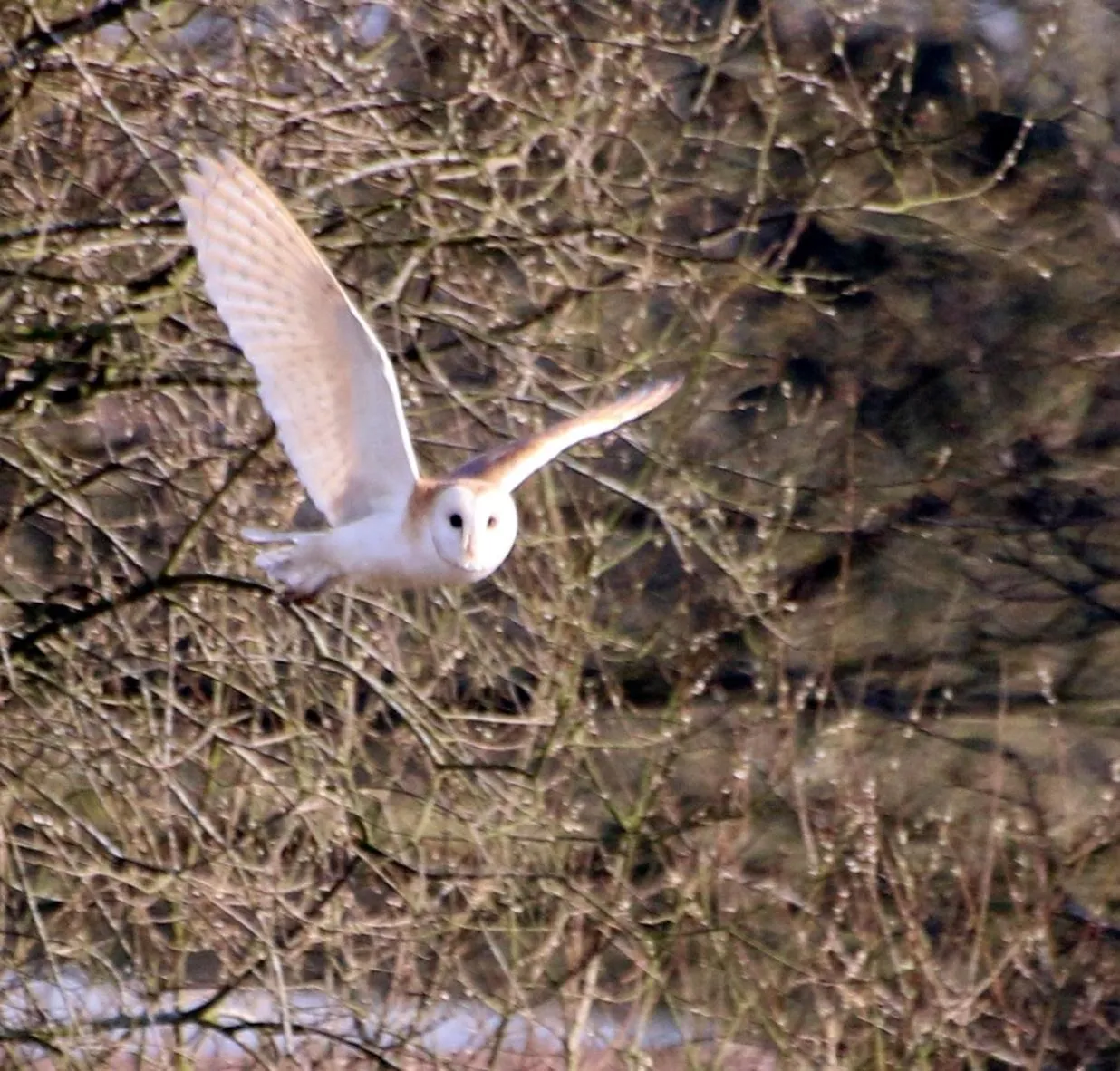 Animals in The Stables - Deer Park Farm