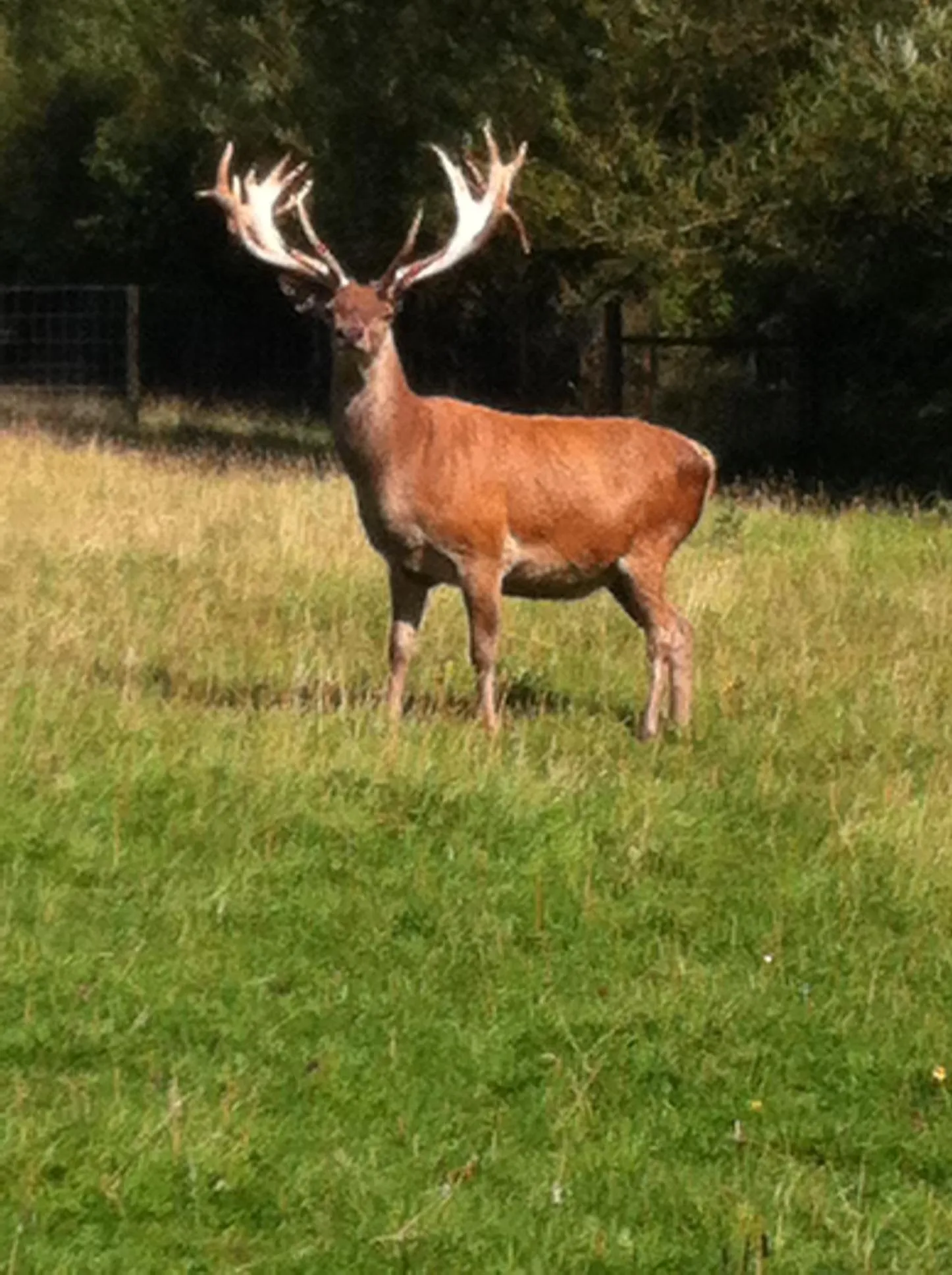 Animals in The Stables - Deer Park Farm