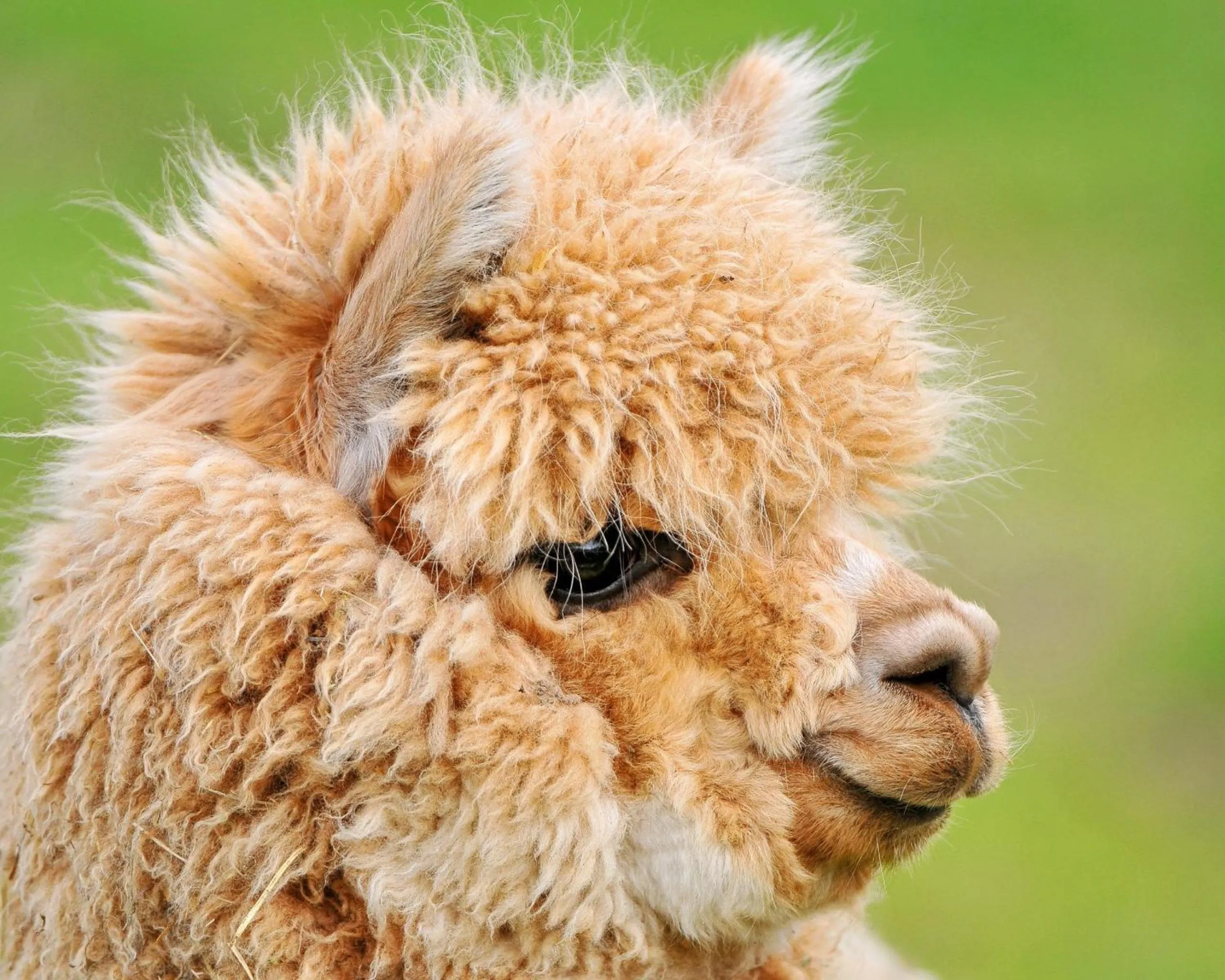 Day in The Stables - Deer Park Farm