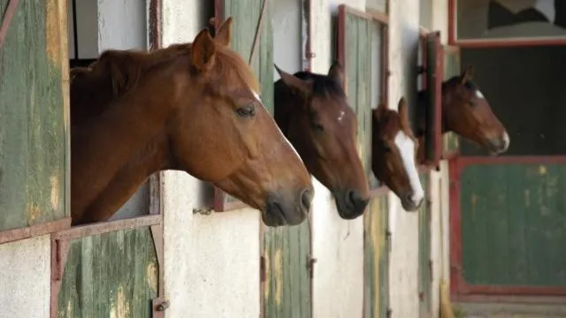 View (from property/room) in The Stables - Deer Park Farm