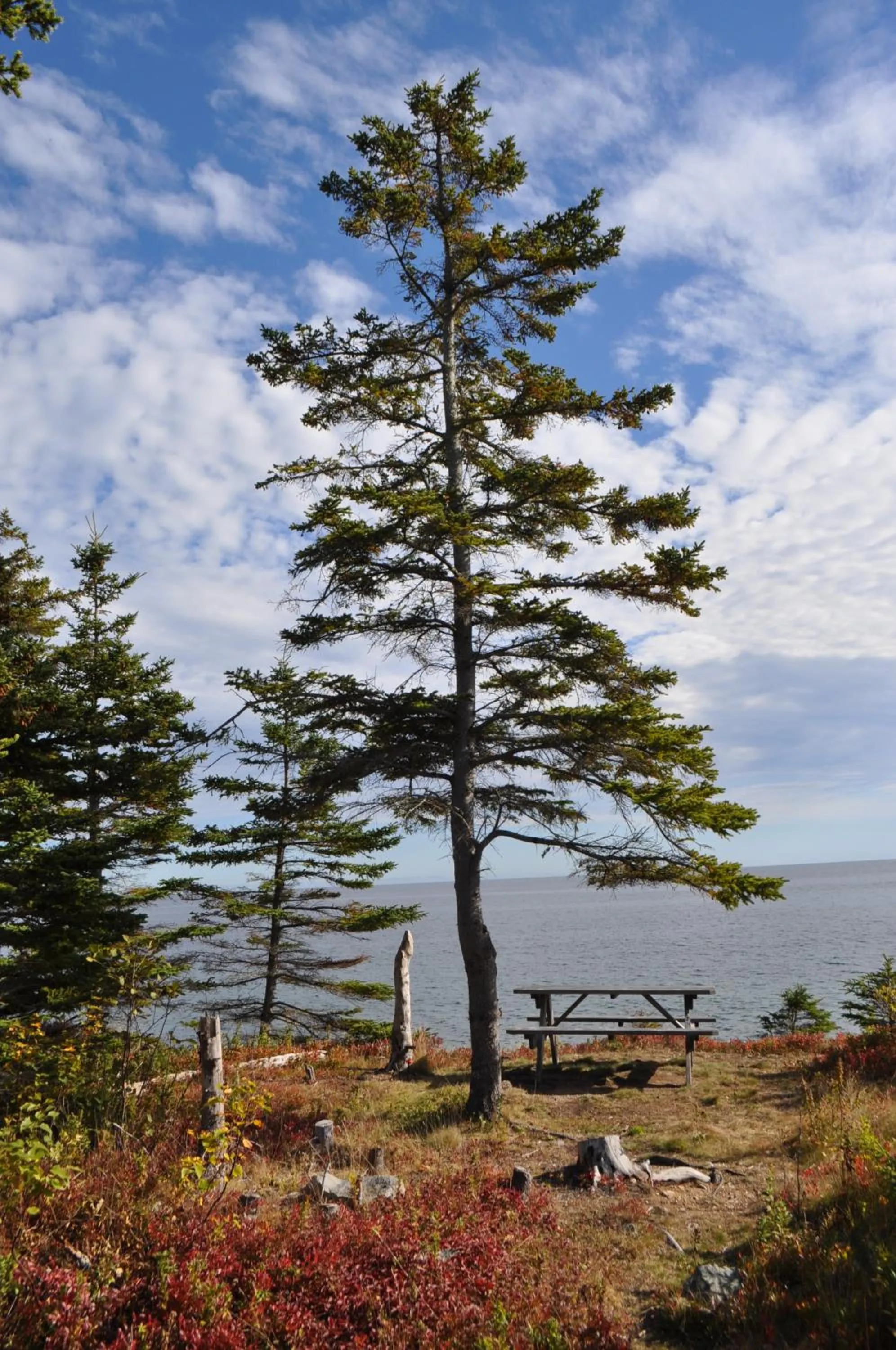 Garden in The Sleeping Moose Cottage